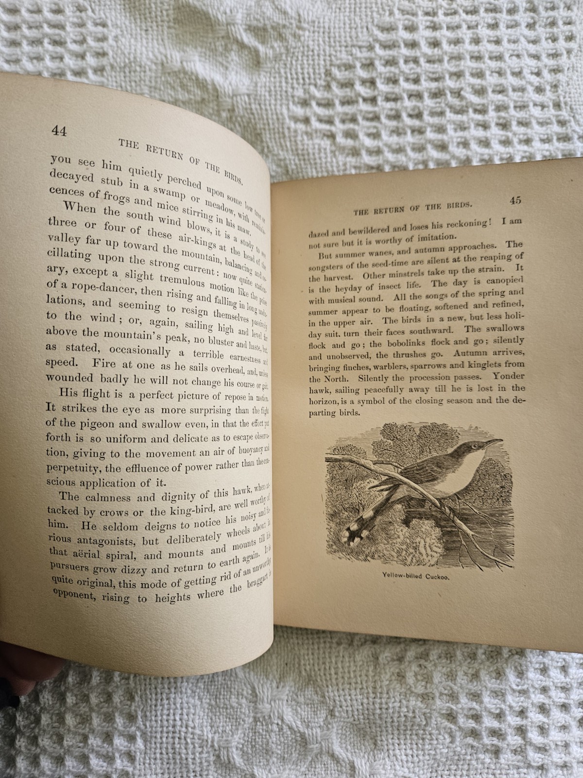 1877 SIGNED ~ WAKE ROBIN by John Burroughs 1st Essay Comp. Signed By Author RARE