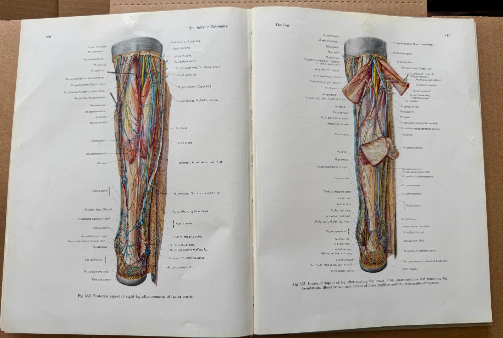 Pernkopf Atlas Topographical Applied Human Anatomy Vol 2 1964 W.B. Saunders