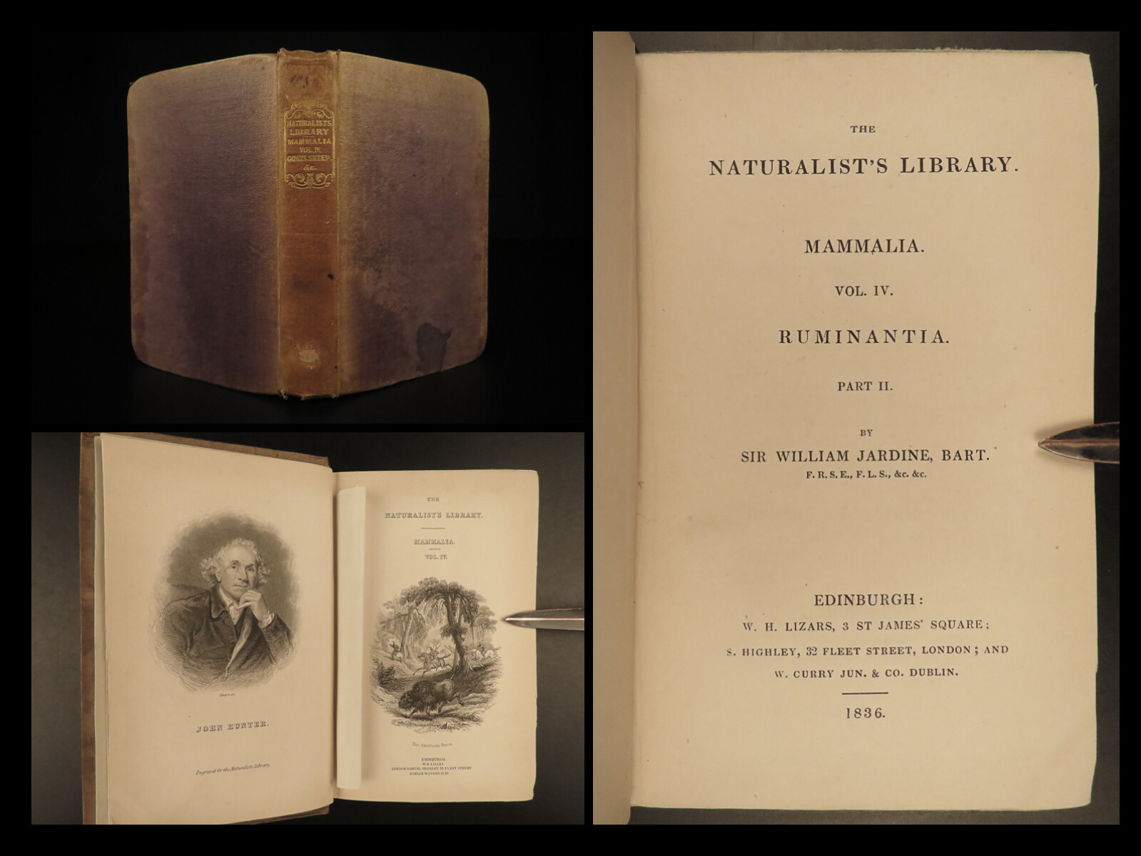 1836 Jardine Naturalist Natural Mammals Africa Buffalo Oxen Bison Cows Cattle