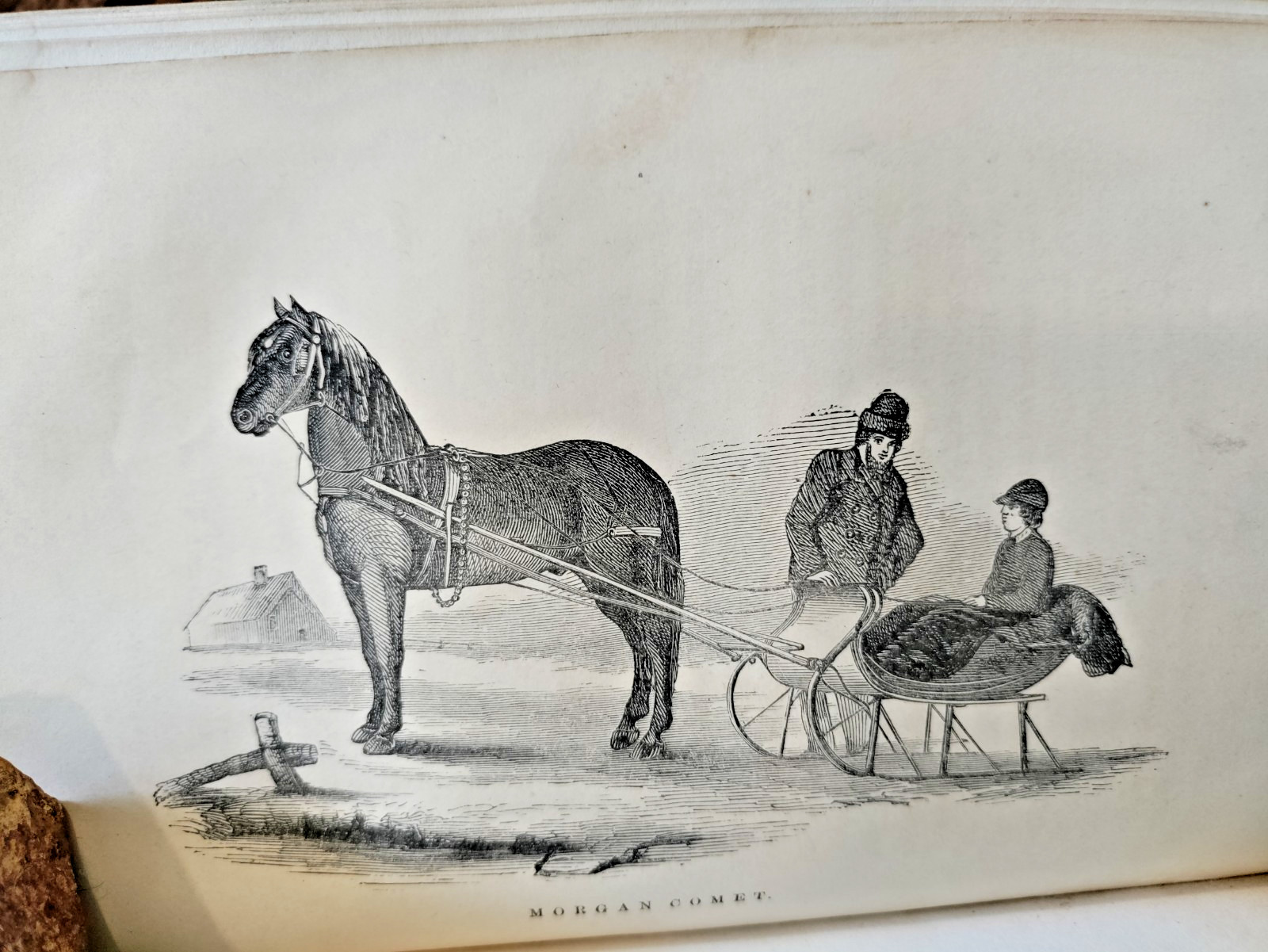 1857 Morgan Horses D.C.Linsley 1st Ed ‚Justin Morgan‘ Vermont Horse History VG