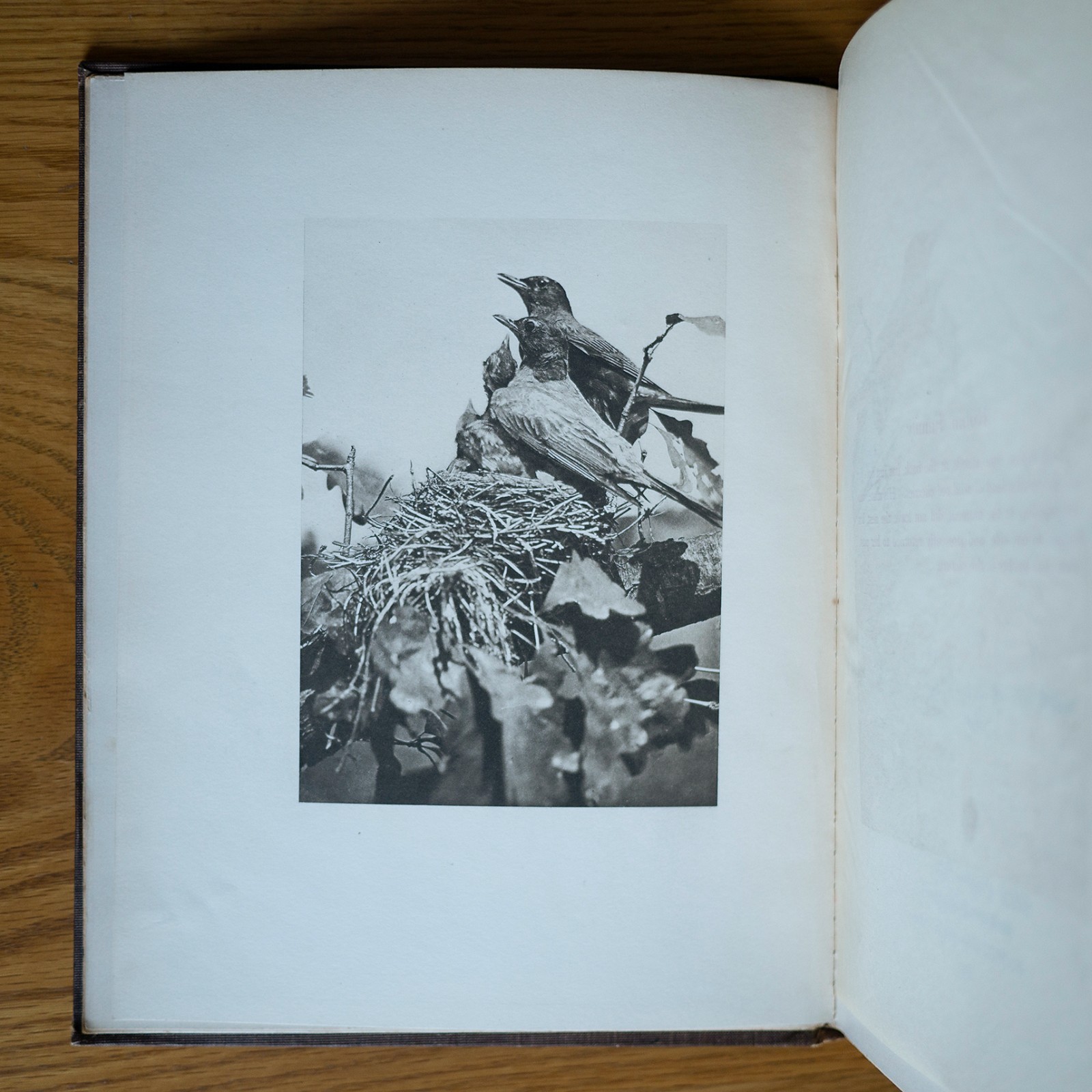 1901 THE HOME LIFE OF WILD BIRDS MARGARET ARMSTRONG SIGNED-BINDING ANTIQUE BOOK