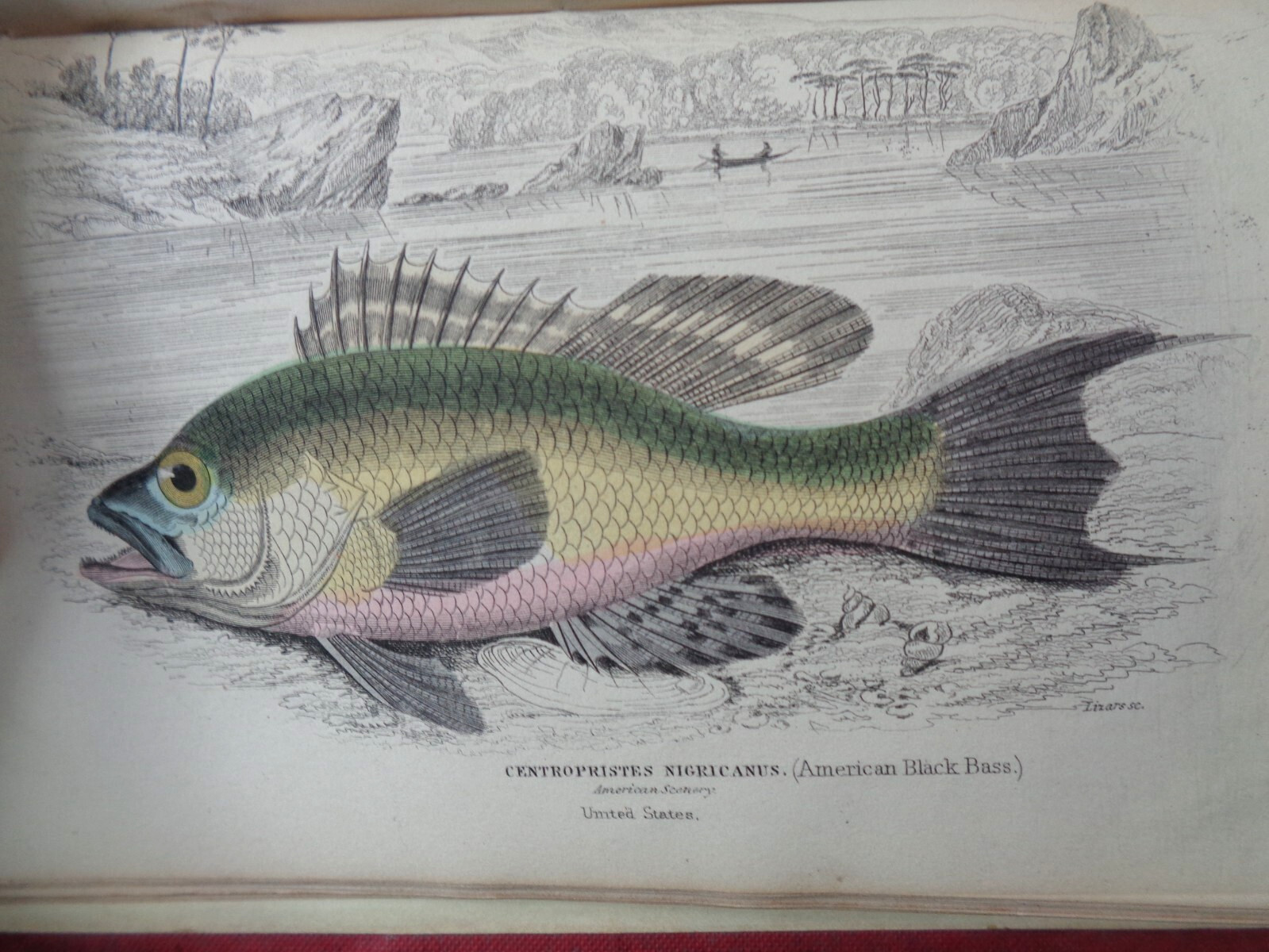 1852 FISHES OF THE PERCH FAMILY by JARDINE 33 COL PLTS NATURALIST’S ICHTHYOLOGY