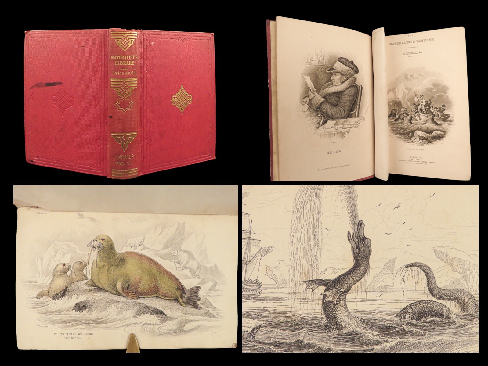 1839 SEA MONSTERS Amphibious Walrus Seals Naturalists Jardine Illustrated ART