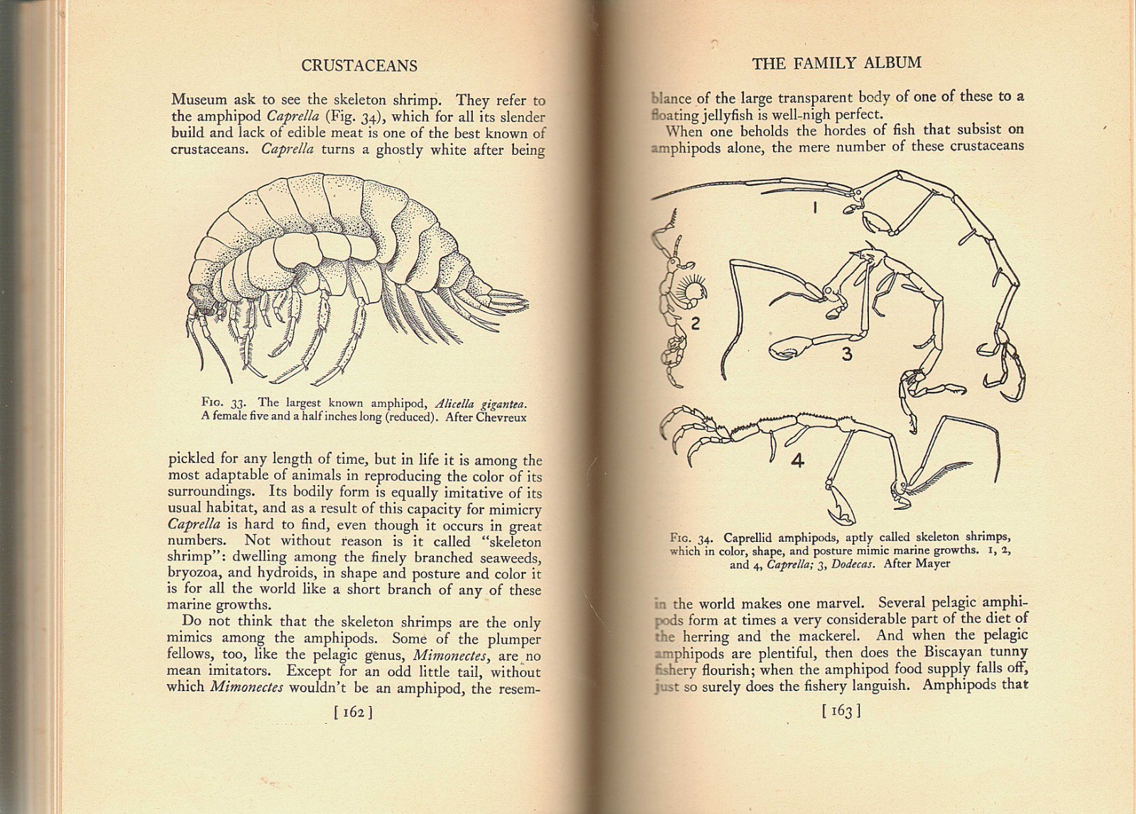 SHELLS & GEOLOGY-Evolution/Paleontology/Mollusks/Crustaceans/HB/184 Illustr./VG+