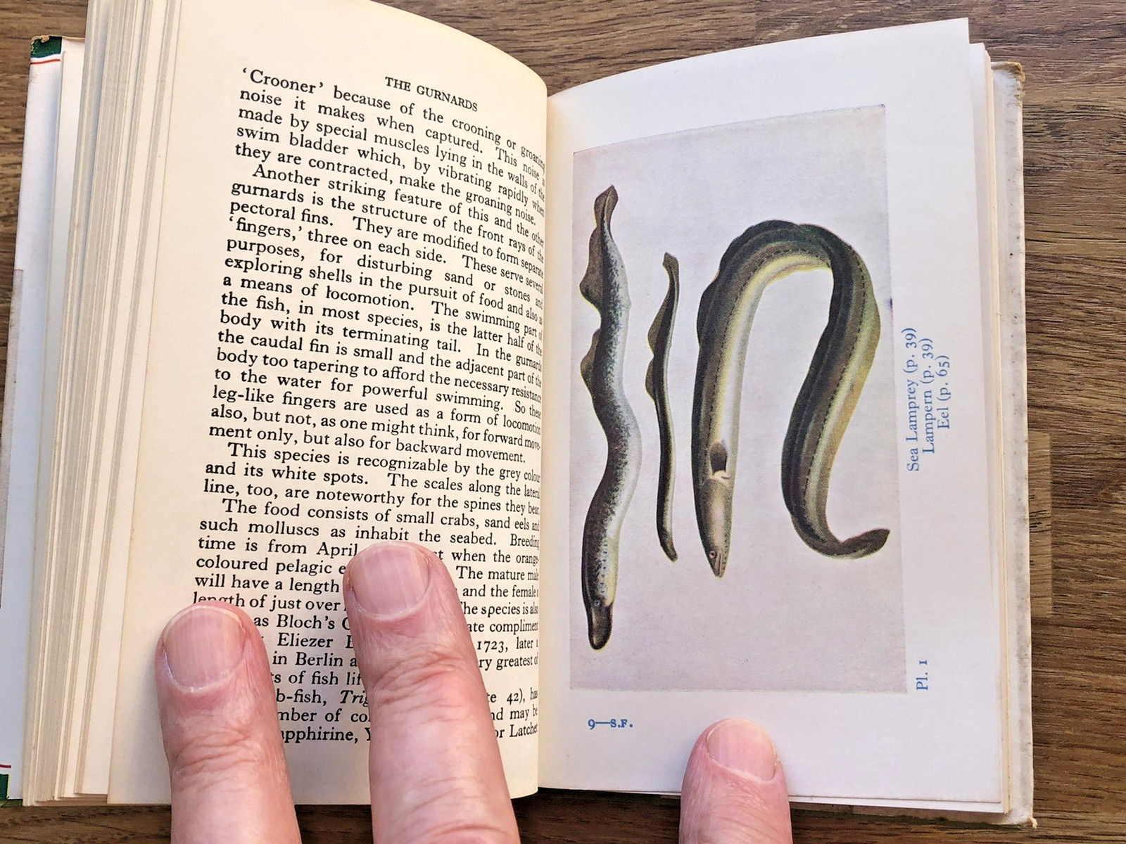 The Observer’s book of Sea Fishes 1962 reprint