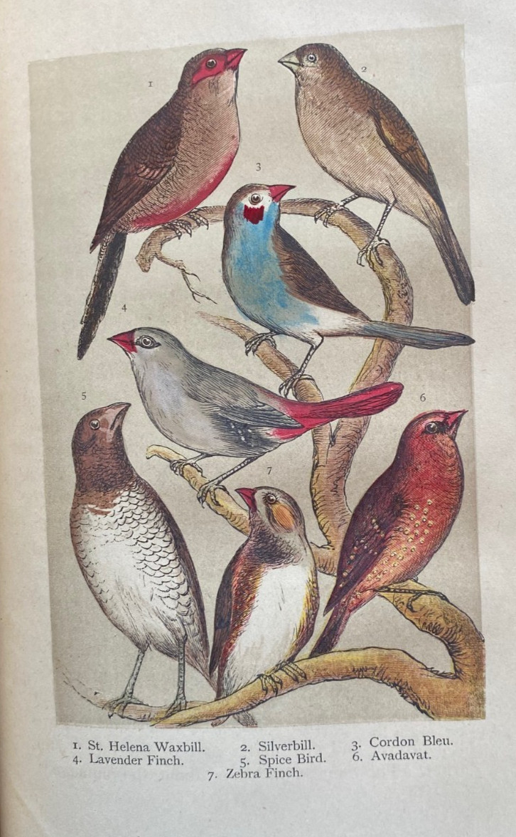 1889 BIRD KEEPING, DYSON, COLOR PLATES, COMPLETE, ORNATE BINDING, FREE EXPRS W/W