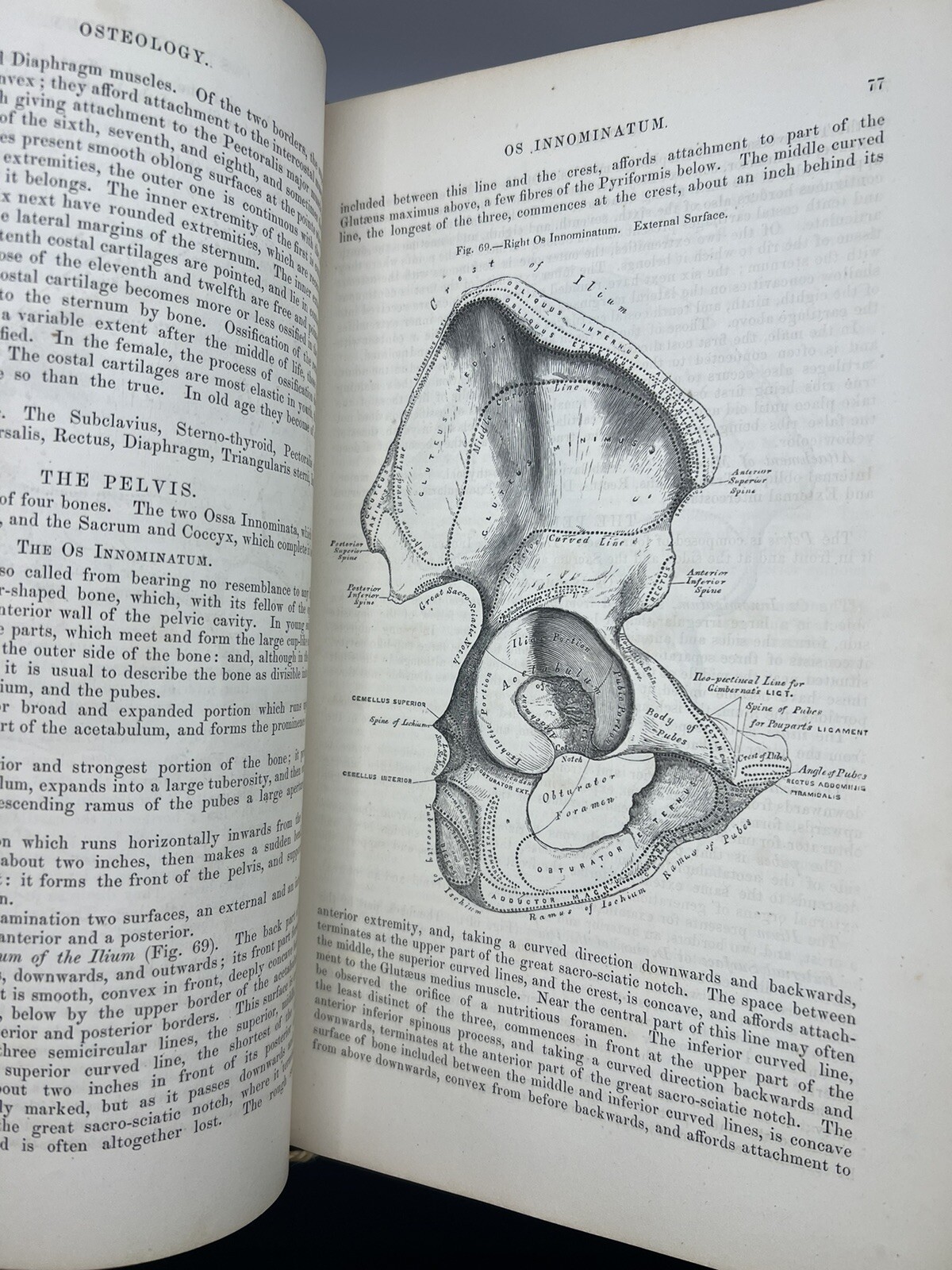 “Gray’s Anatomy” Anatomy Descriptive and Surgical By Henry Gray 1859