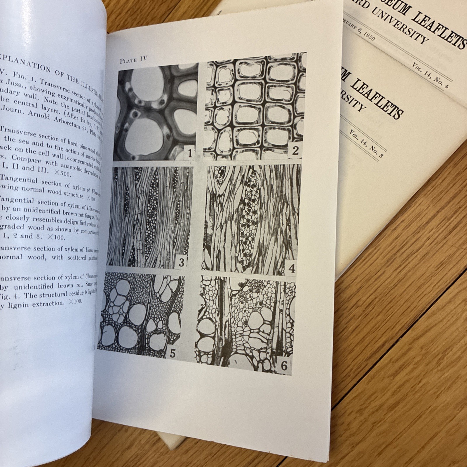 Botanical Museum Leaflets ~ Harvard University • Richard Evans Schultes 1949-59