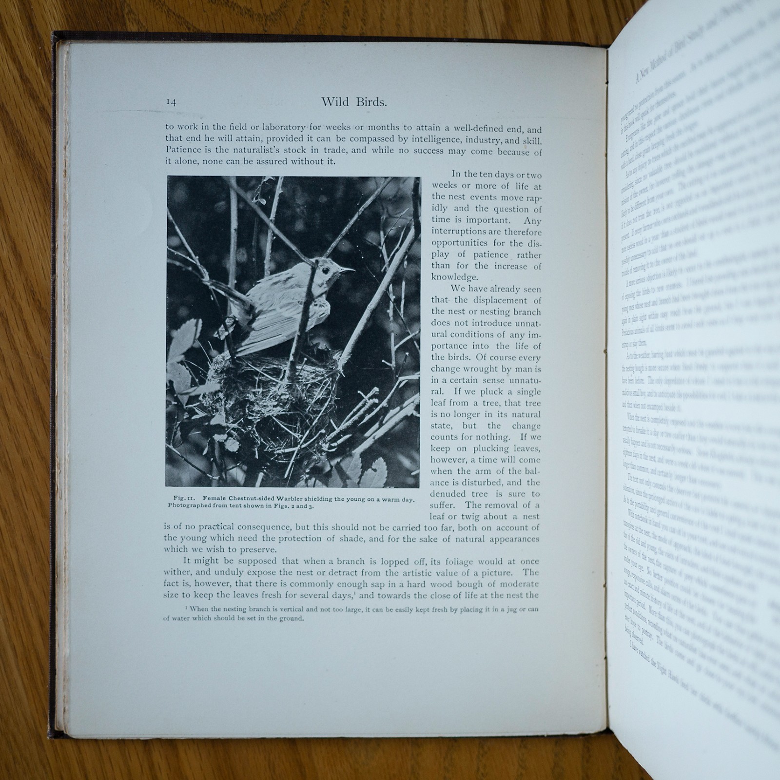 1901 THE HOME LIFE OF WILD BIRDS MARGARET ARMSTRONG SIGNED-BINDING ANTIQUE BOOK