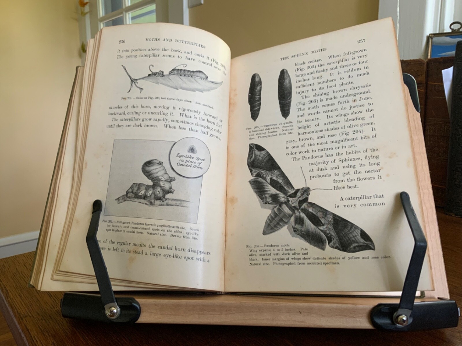 1901 Moths and Butterflies By Mary C. Dickerson – Illustrated