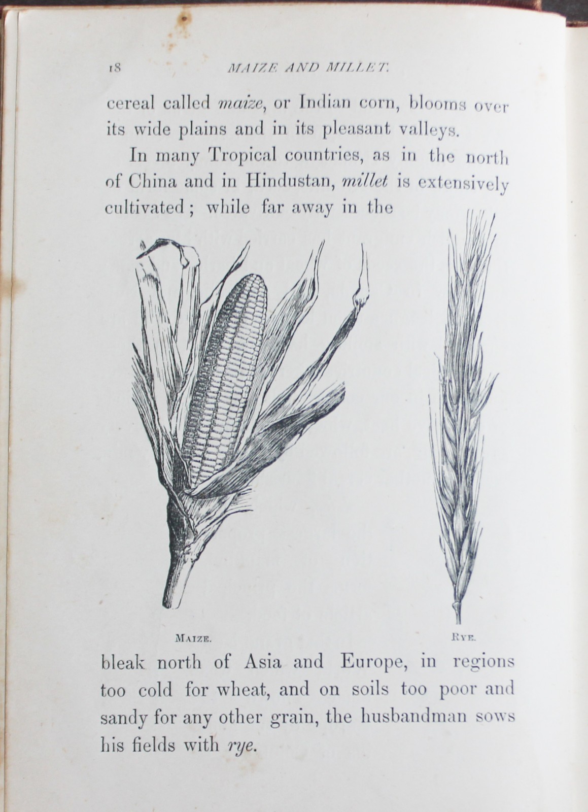 Rare Antique Old Book Useful Plants 1870 Nature Garden Flower Tea Sugar Cacao ?