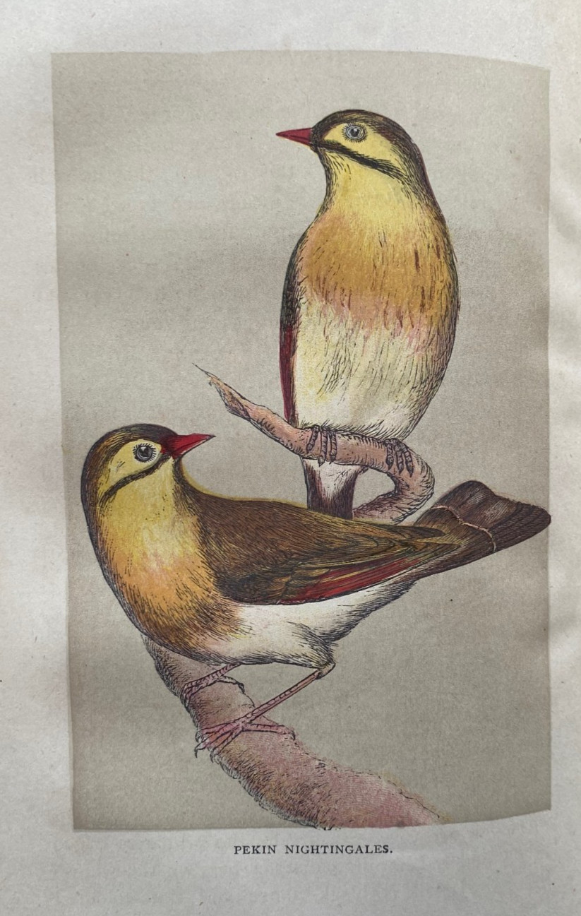 1889 BIRD KEEPING, DYSON, COLOR PLATES, COMPLETE, ORNATE BINDING, FREE EXPRS W/W