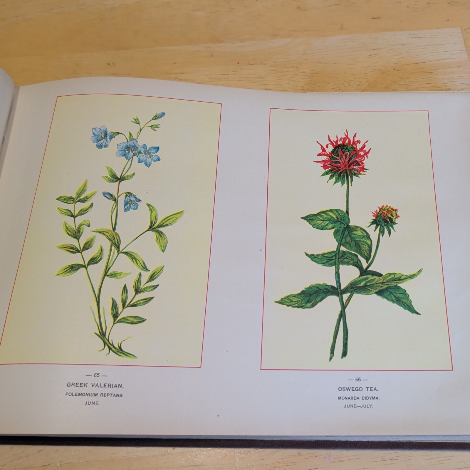 1894 Botanical Fine Art Weekly Wild Flowers of America Hardcover