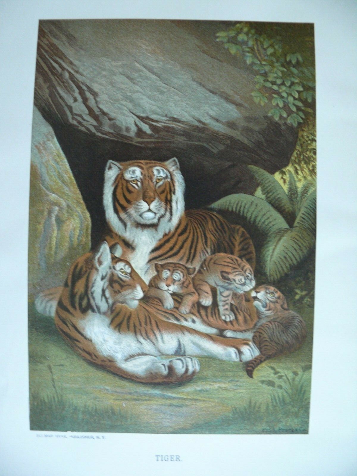 ANIMATE CREATION: OUR LIVING WORLD Vol. 1 by J. Wood. New York: Selmar Hess 1898