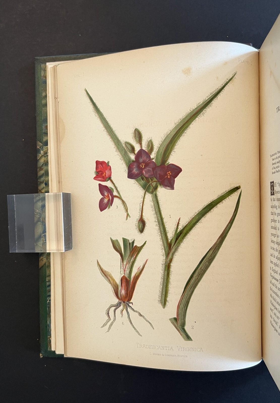 Thomas Meehan / Native Flowers and Ferns of the United States in their 1st 1879