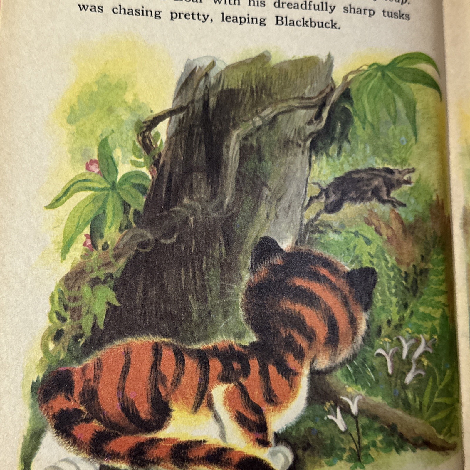 Timothy, Tiger By Marjorie Barrows Vintage Children’s Storybook First Edition