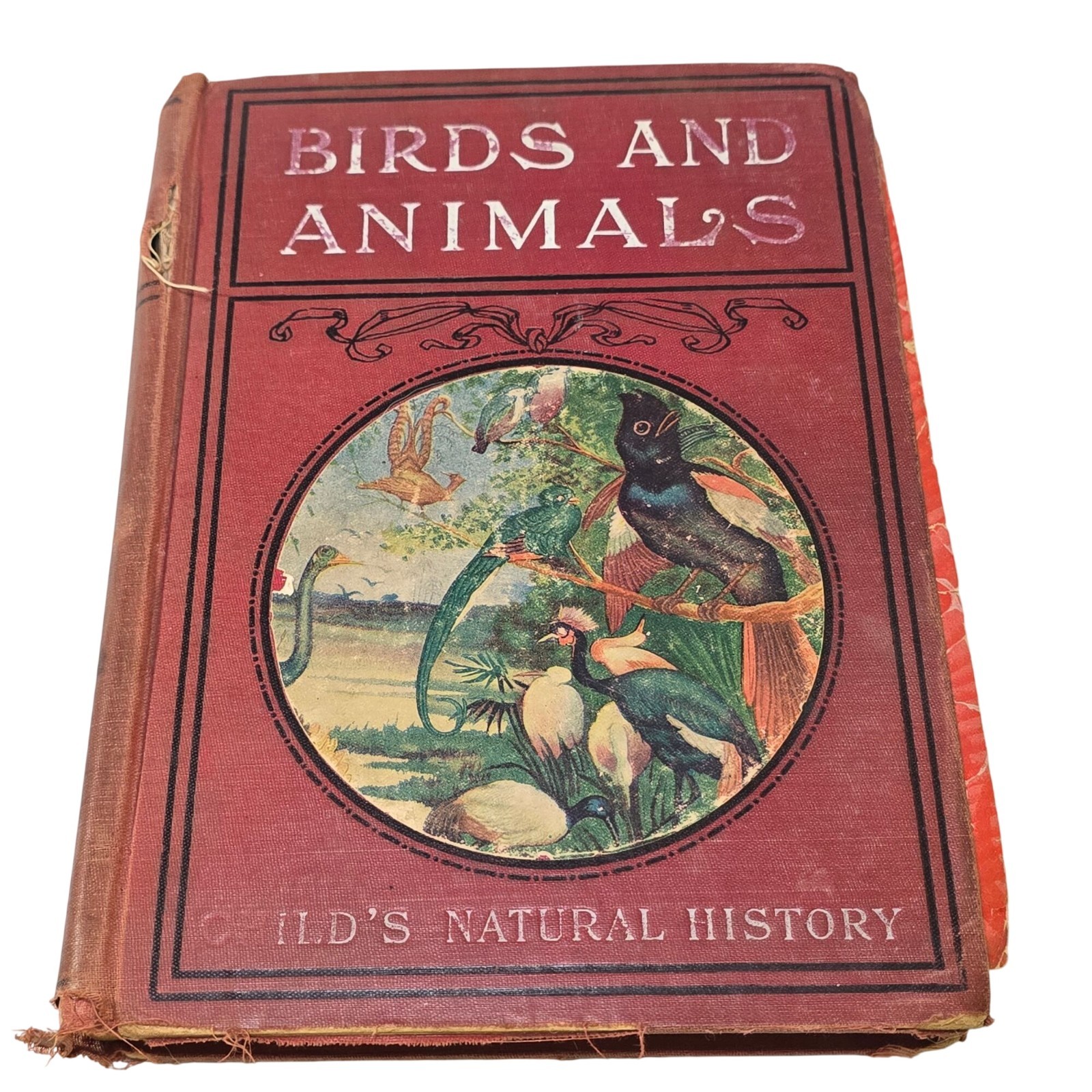 Birds And Animals Child’s Natural History Book Henry Davenport Northrop 1898