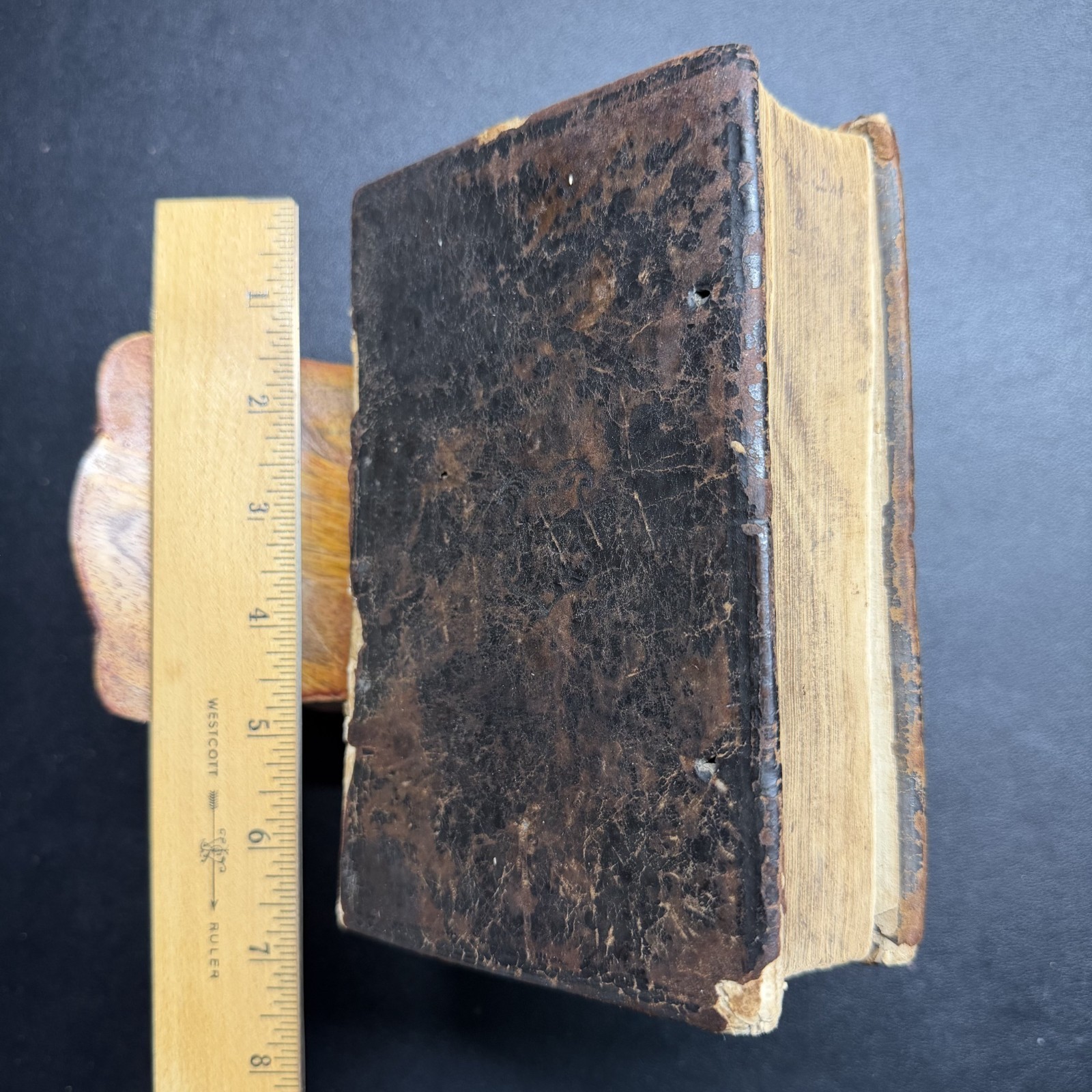 1567 ?? Erasmus Novi Testamenti, Latin NT, 100+ Woodcuts, Rihel