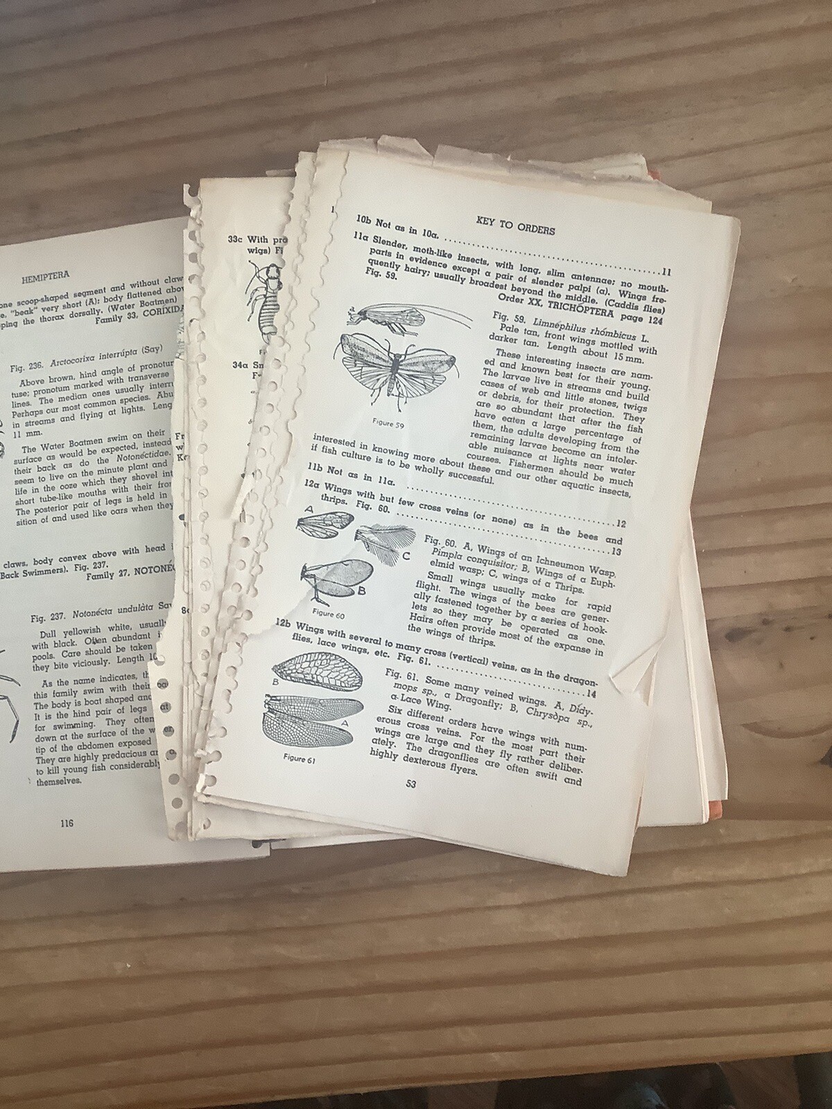 How To Know The Insects Revised Edition 2nd Edition Spiral & Cloth Binding