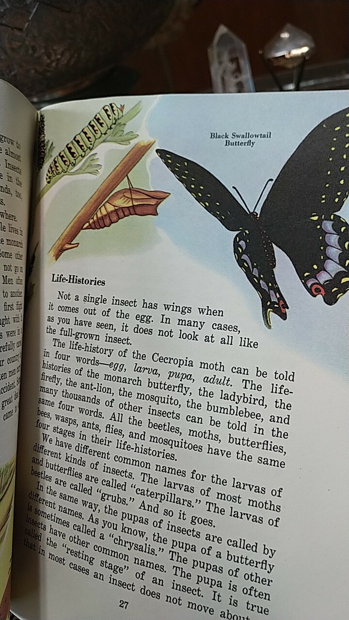 „INSECTS AND THEIR WAYS“. 1940s Basic Science Education Series children’s book.