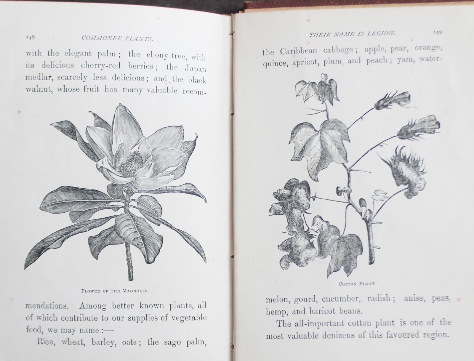 Rare Antique Old Book Useful Plants 1870 Nature Garden Flower Tea Sugar Cacao ?