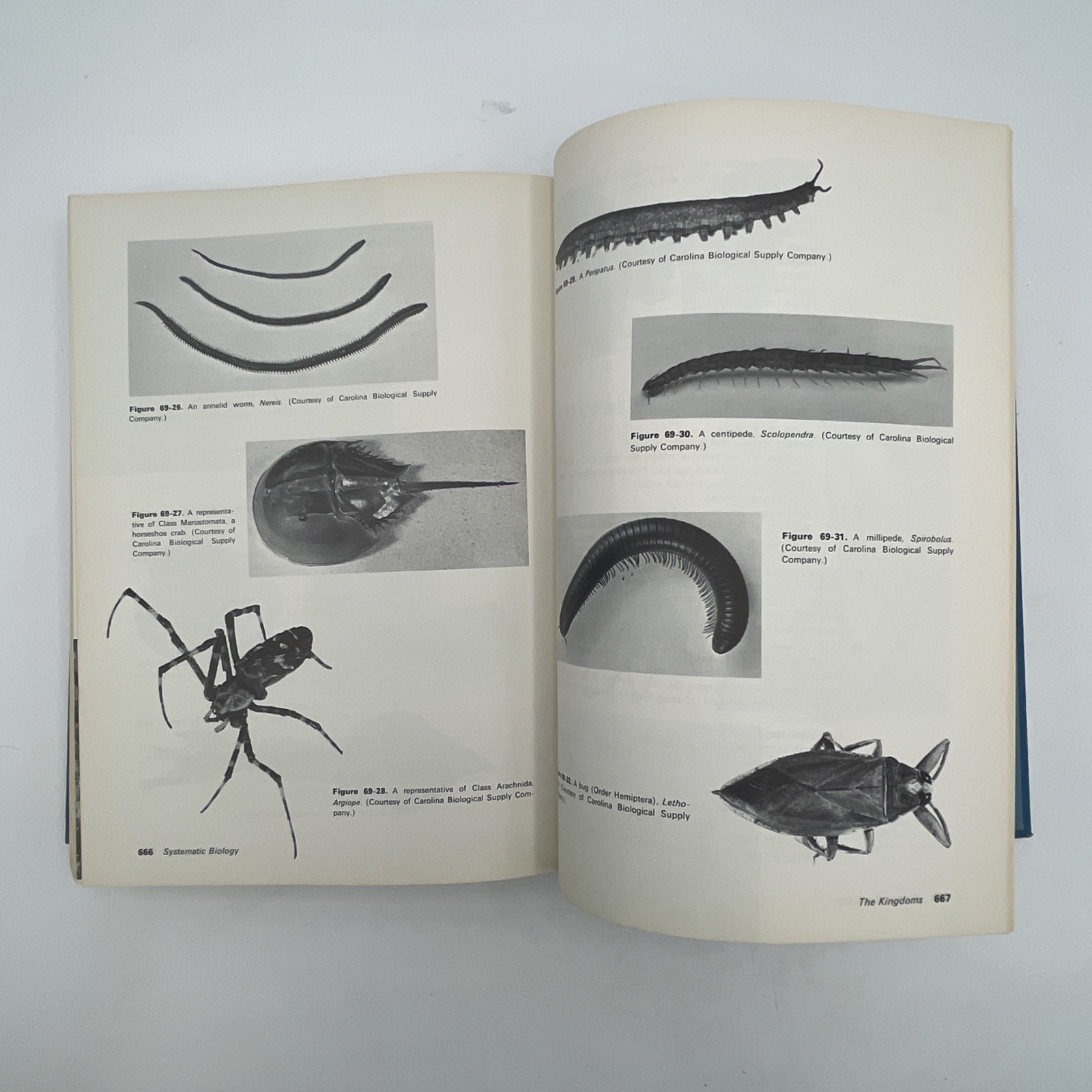 Basic Ideas In Biology By Edwin A. Phillips 1971 First Edition Hardcover Book