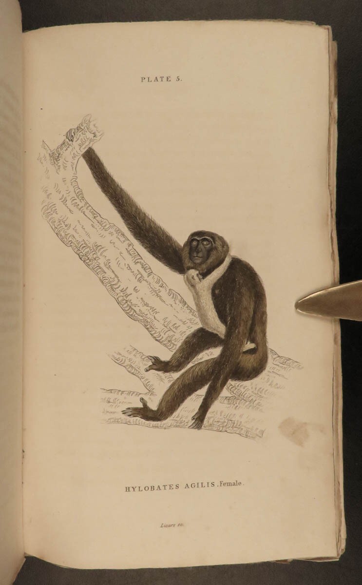 1833 1ed MONKEY Evolution Primate Chimpanzee Orangutan Color Illustrated Jardine