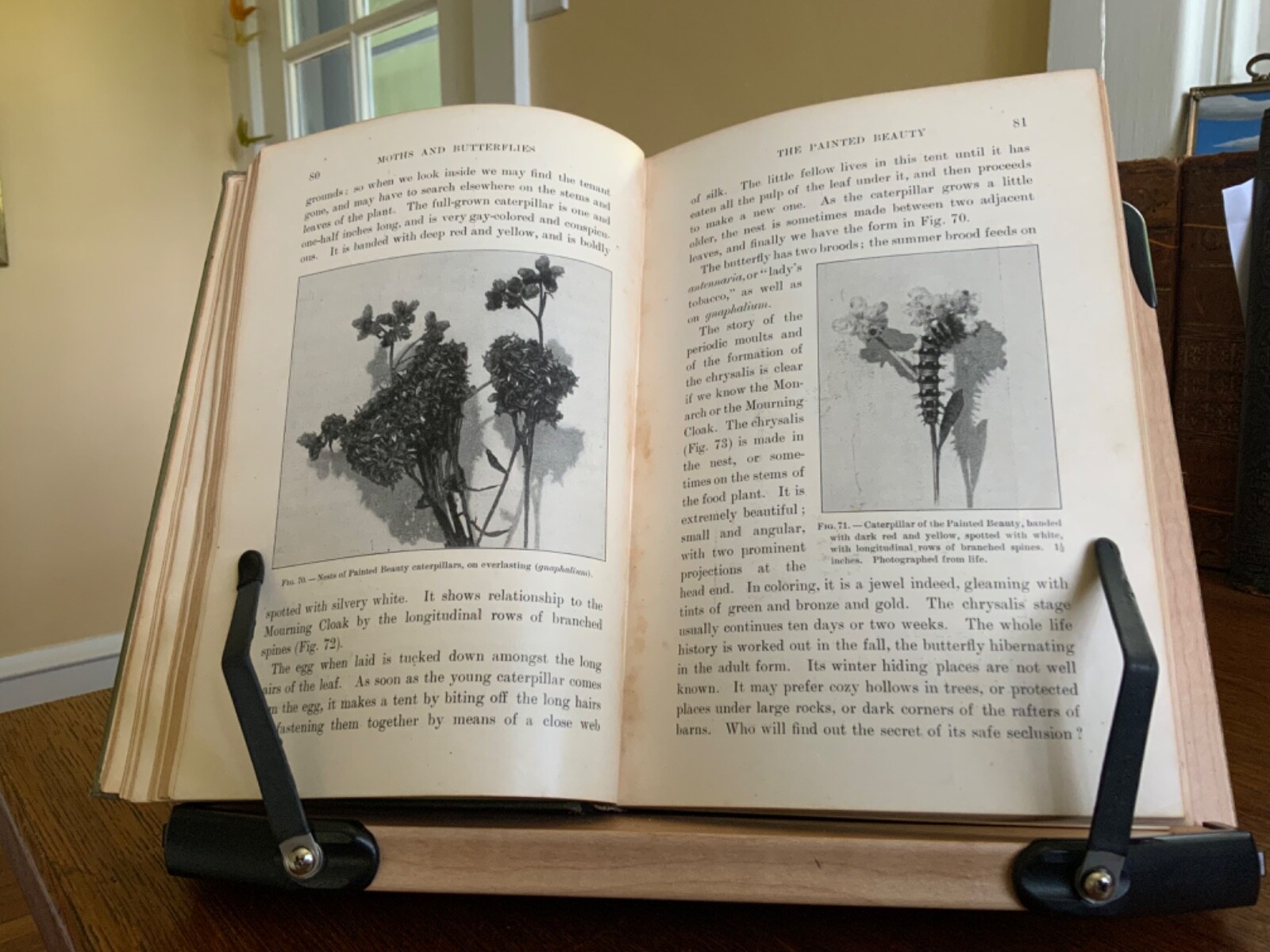 1901 Moths and Butterflies By Mary C. Dickerson – Illustrated