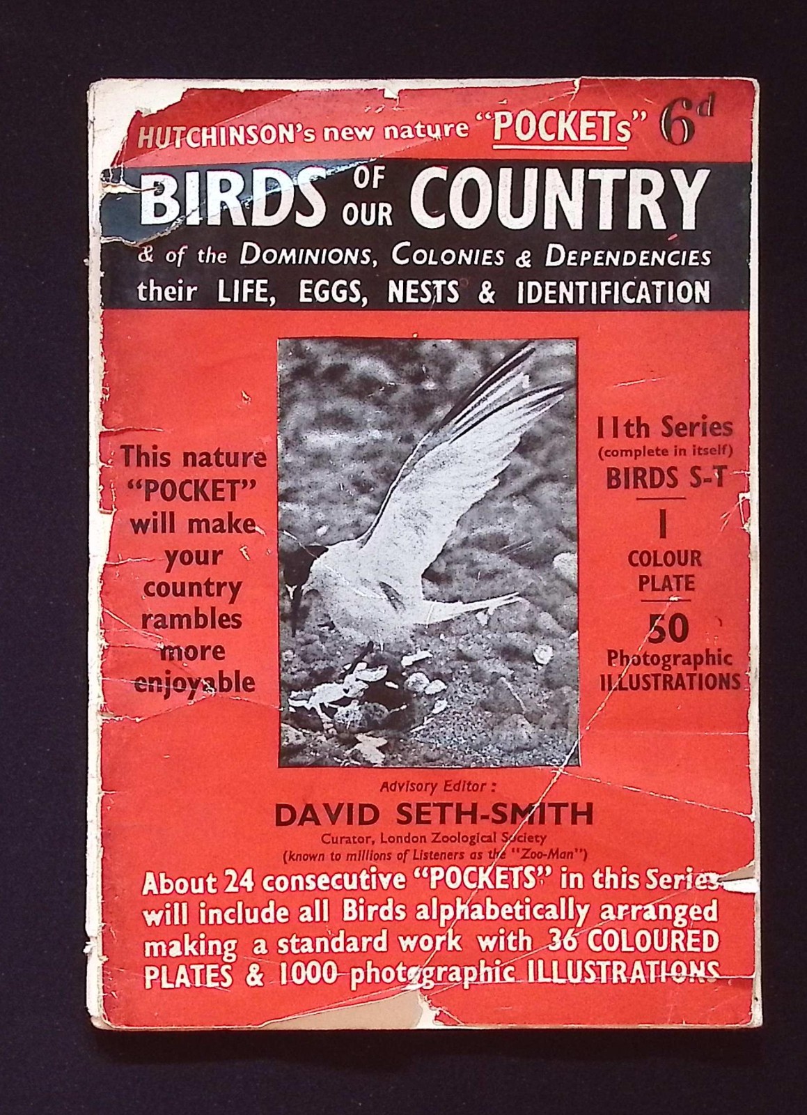 Hutchinson’s New Nature „Pockets“ Birds of our Country booklet, 11th Series S-T