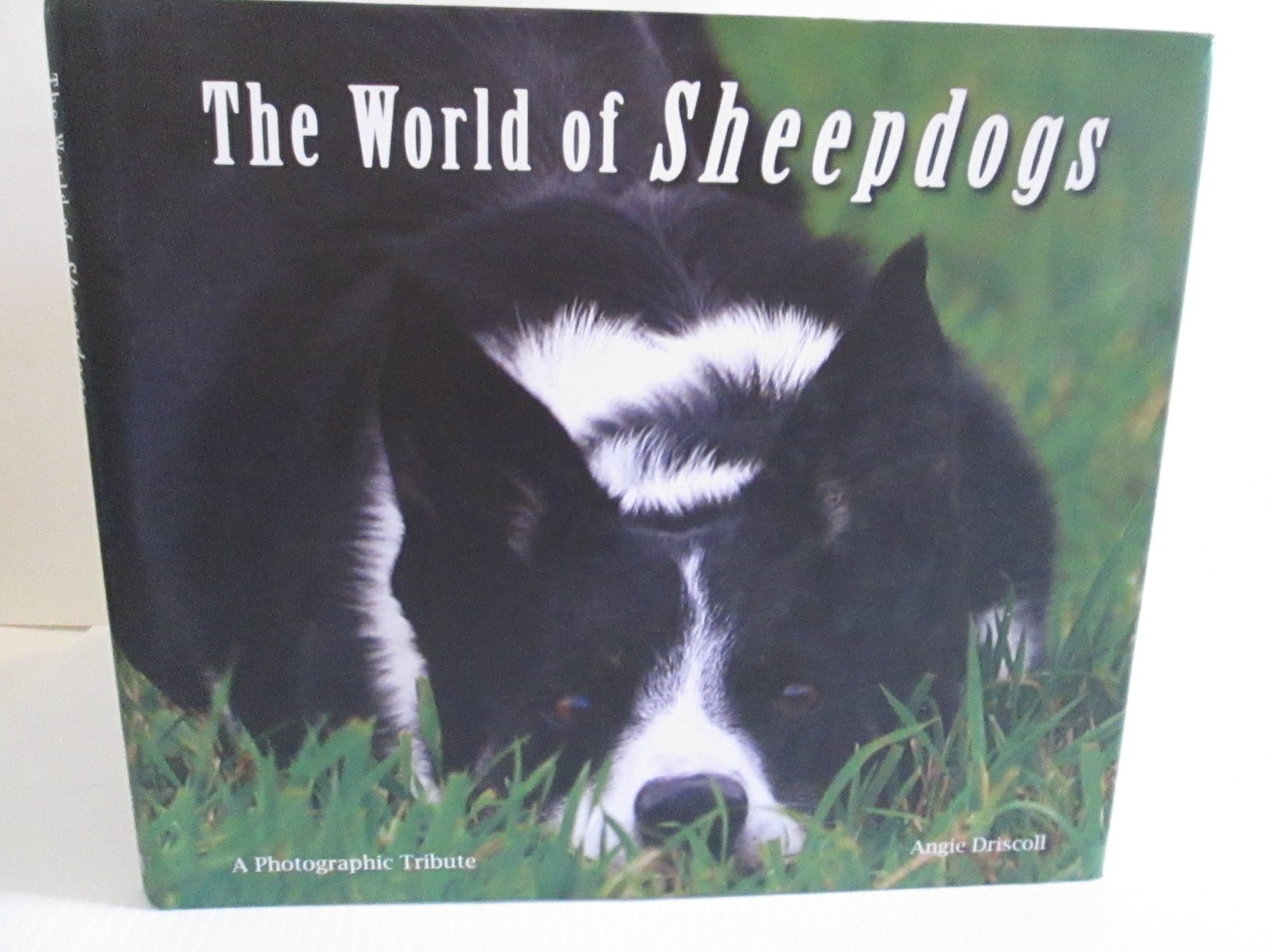 The World of Sheepdogs Photographic Tribute Angie Driscoll Sheep Dogs Kinloch UK
