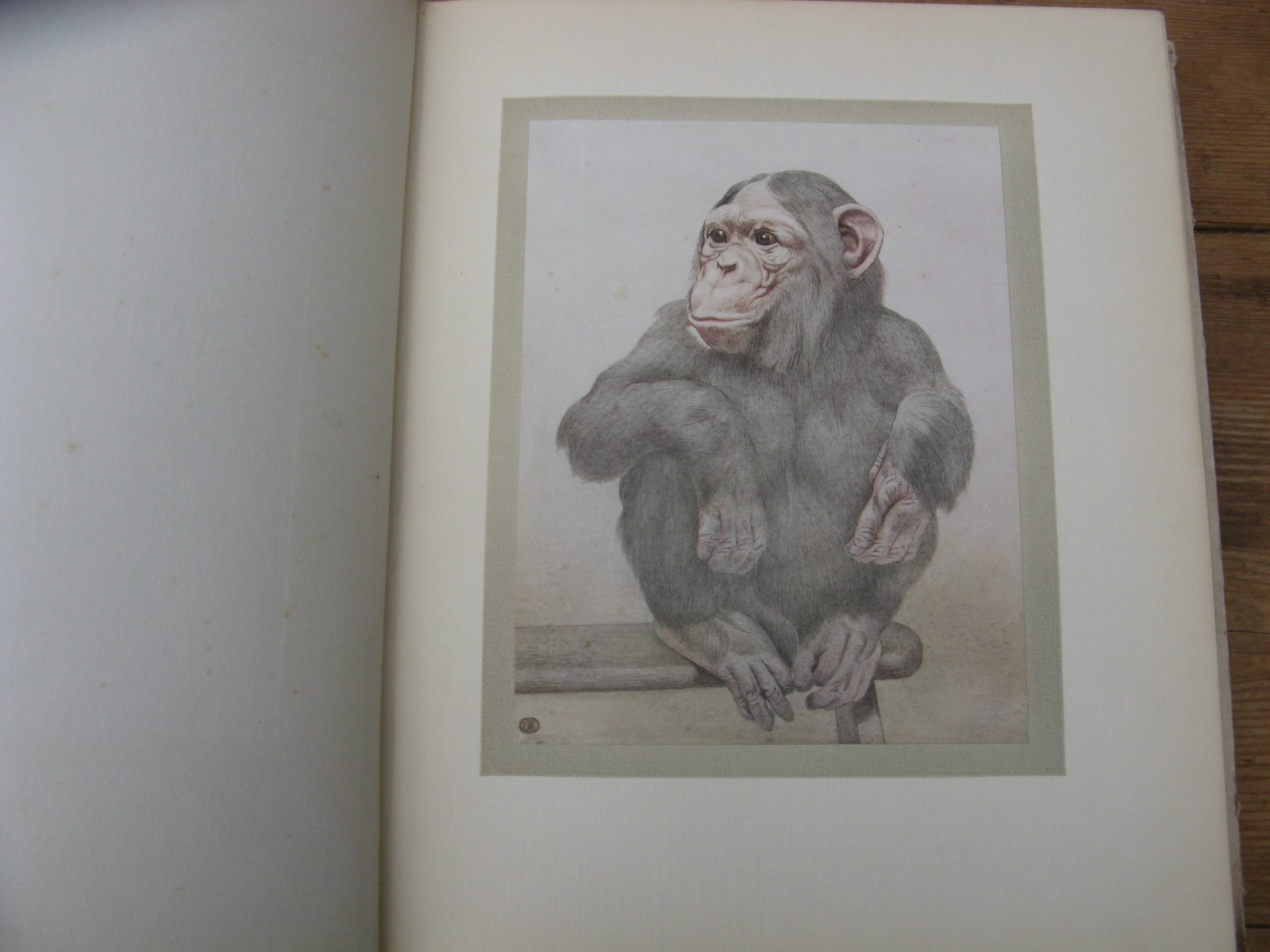1911 The Book of Baby Beasts- Detmold SIGNED 1st Edition