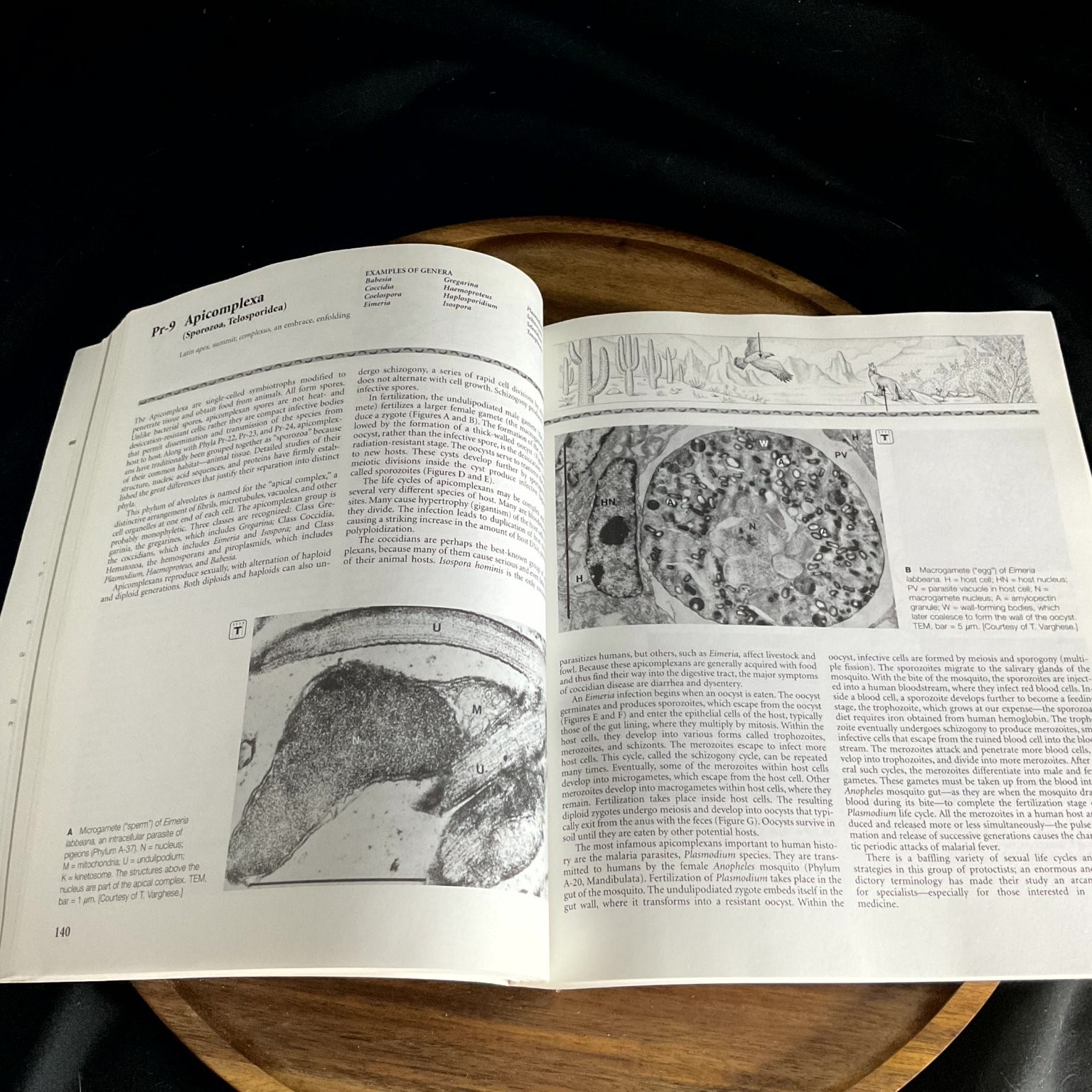 FIVE KINGDOMS Margulis Schwartz Third Edition 1998 Illustrated Biology Gould