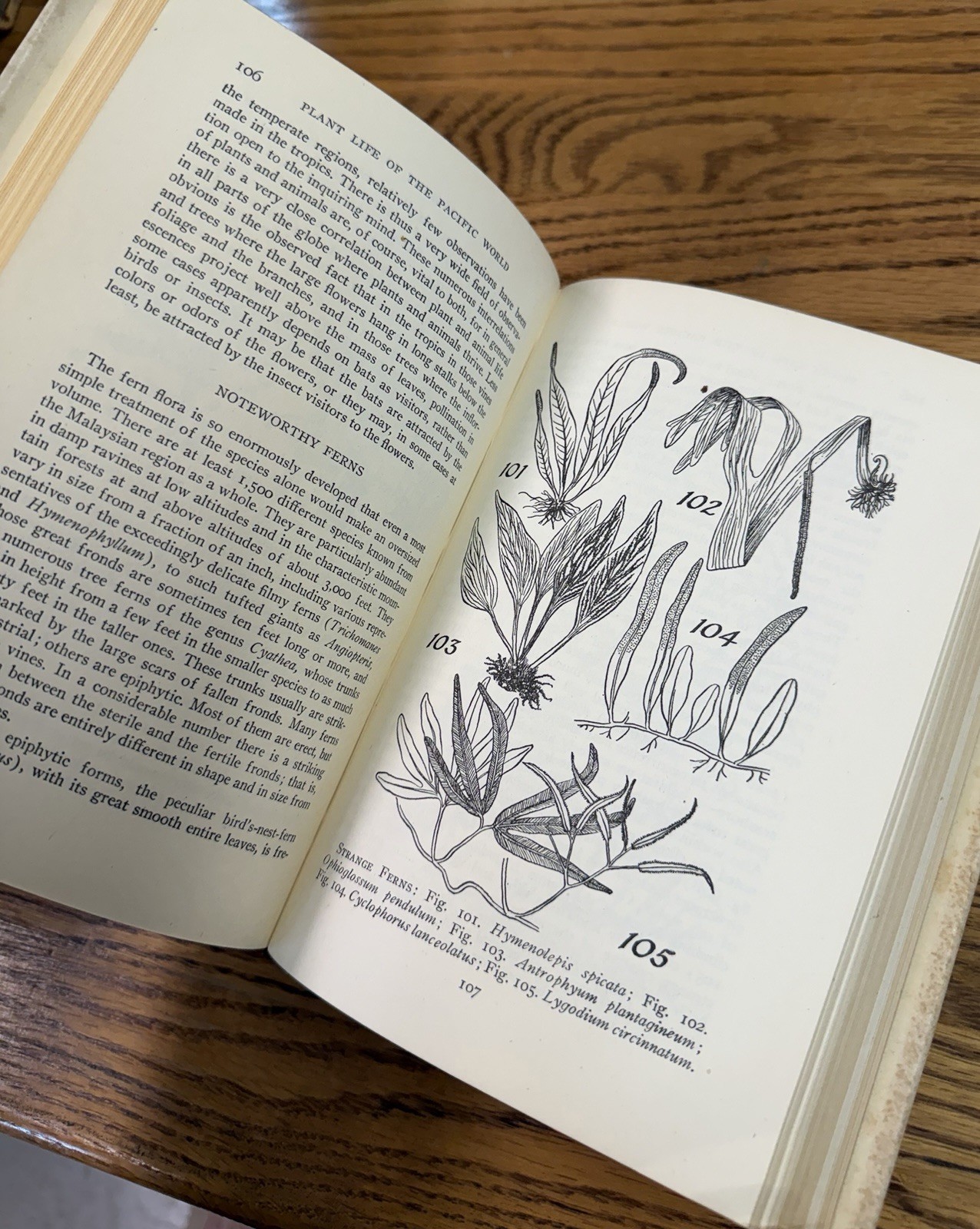 Plant Life of the Pacific World Merrill 1947 MacMillan 1981 Tuttle HC DJ books