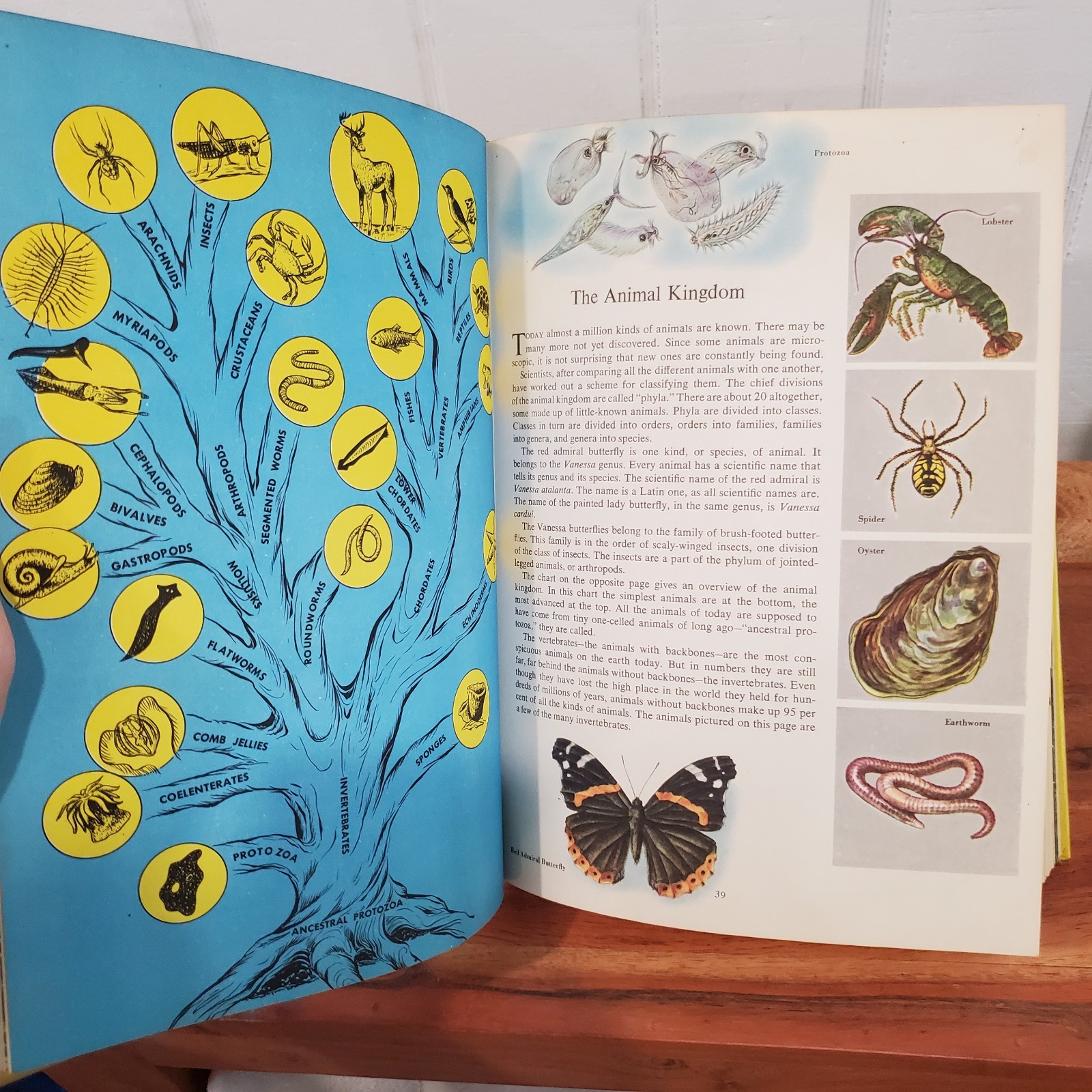 The Golden Treasury of Natural History by Bertha Morris Parker 1952 Vintage HC