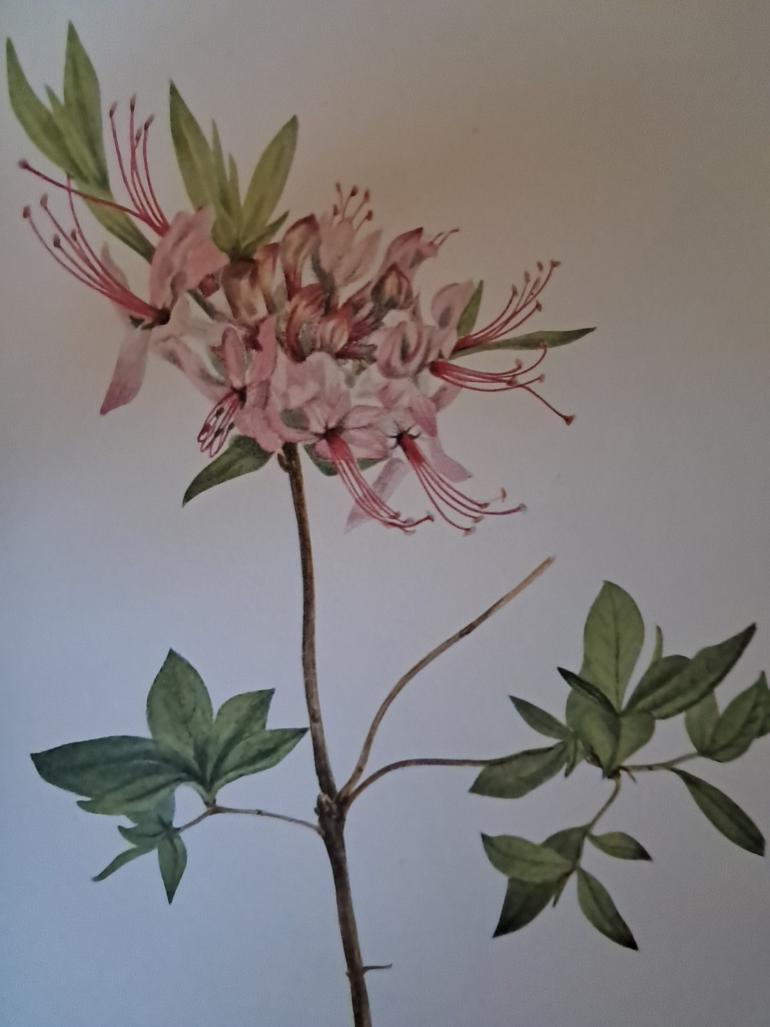 North American Wild Flowers Vol. II by Mary Vaux Walcott Smithsonian Institution