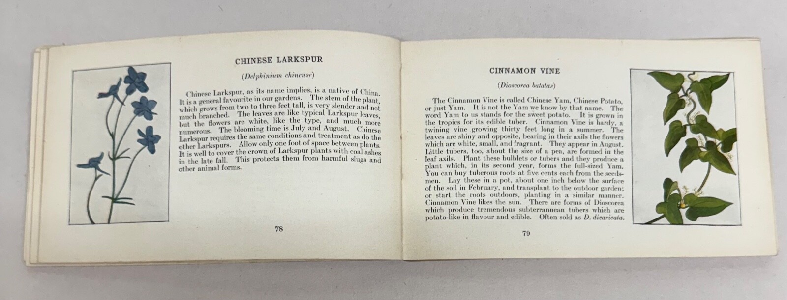 Pocket Library Garden Library 4 Seasons Ellen Eddy Shaw 1917