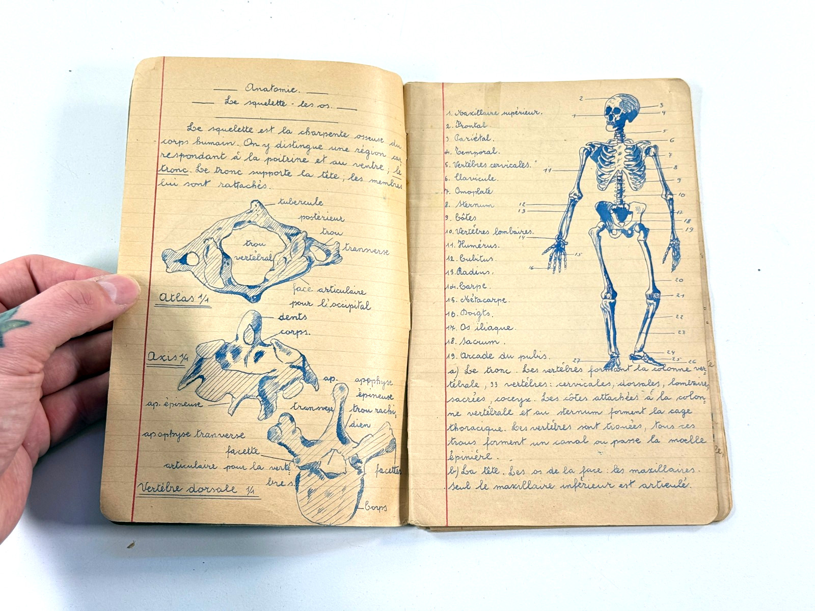 vtg 70s Biology Medical Sketchbook Belgium skeletons folk art illustration