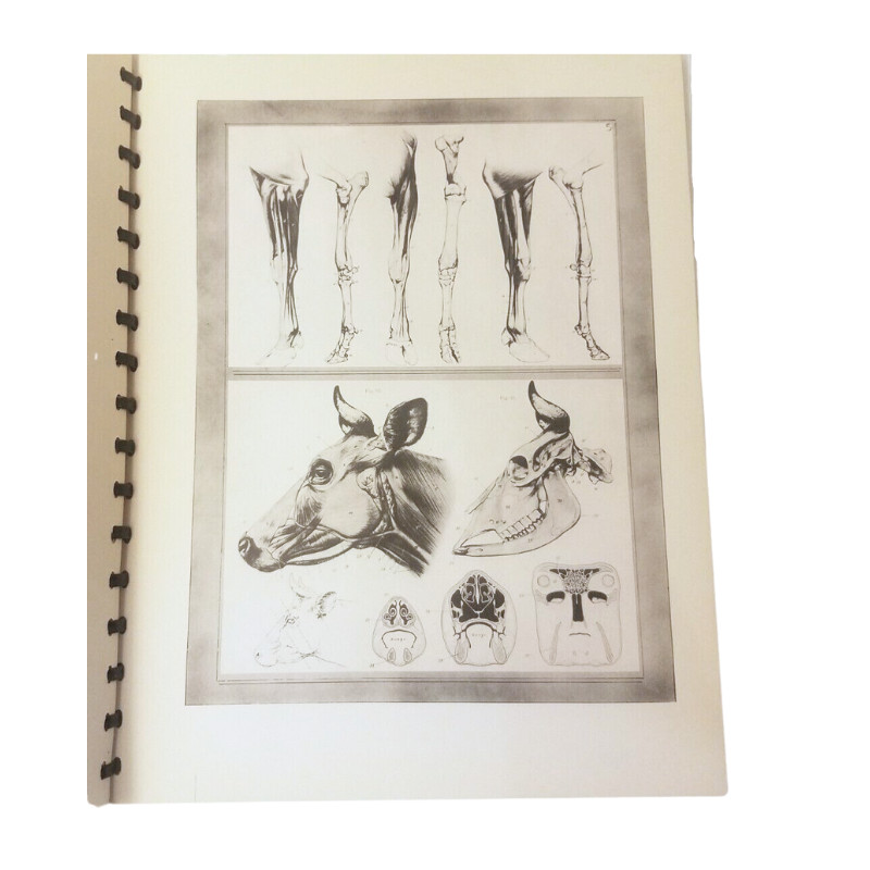 Anatomy of Animals by Yvonne Francoise Jossic, 1st Edition c. 1946