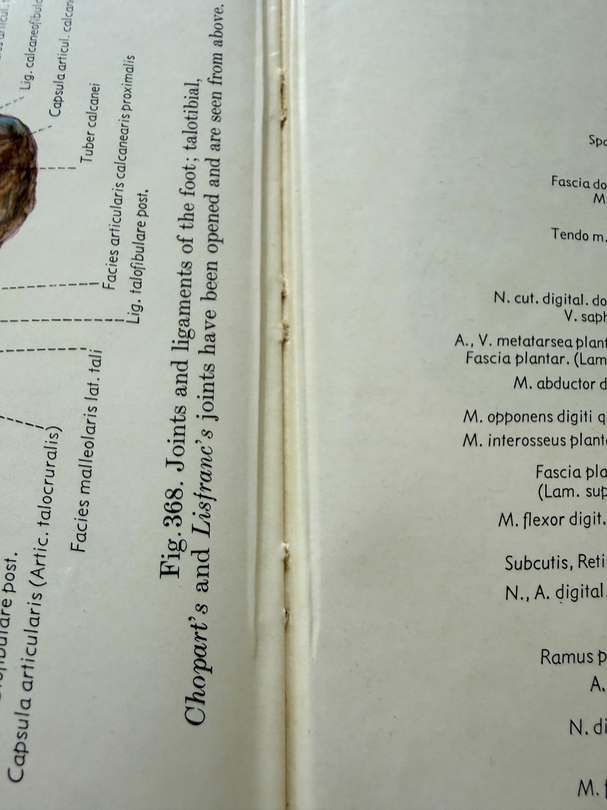 Pernkopf Atlas Topographical Applied Human Anatomy Vol 2 1964 W.B. Saunders