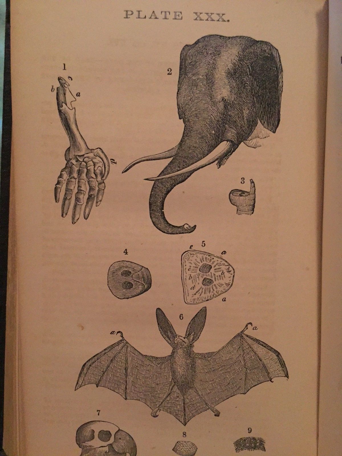 1855 Paley’s Natural Theology Illustrated First Edition Hardcover Rare