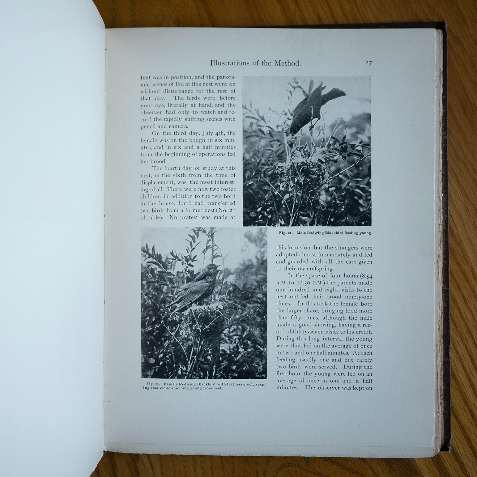 1901 THE HOME LIFE OF WILD BIRDS MARGARET ARMSTRONG SIGNED-BINDING ANTIQUE BOOK
