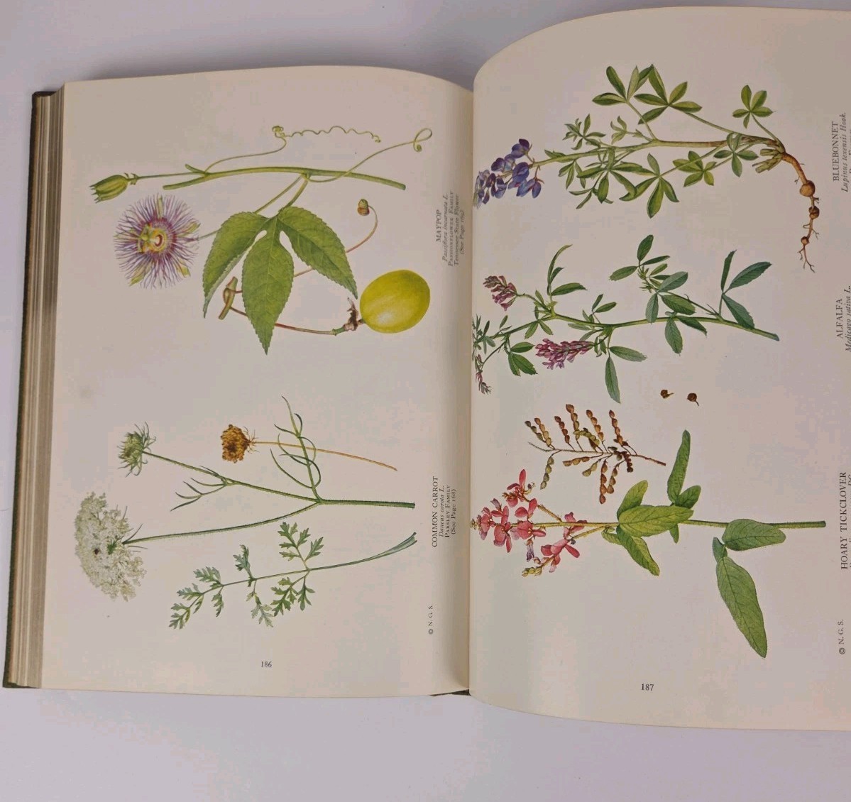 The Book of Wild Flowers (Hardcover) by William Joseph Showalter 1933