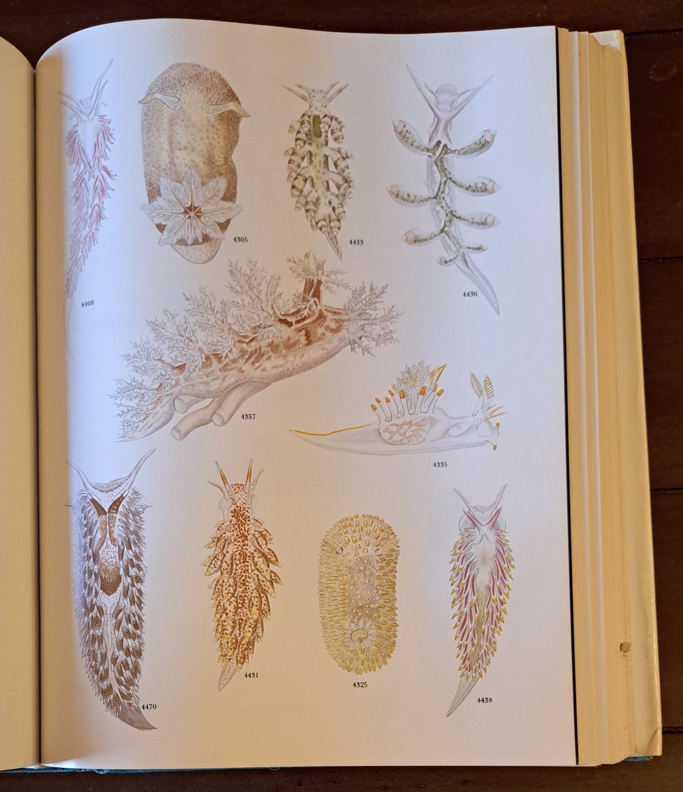 AMERICAN SEASHELLS, Second Edition by R. Tucker Abbott 1974