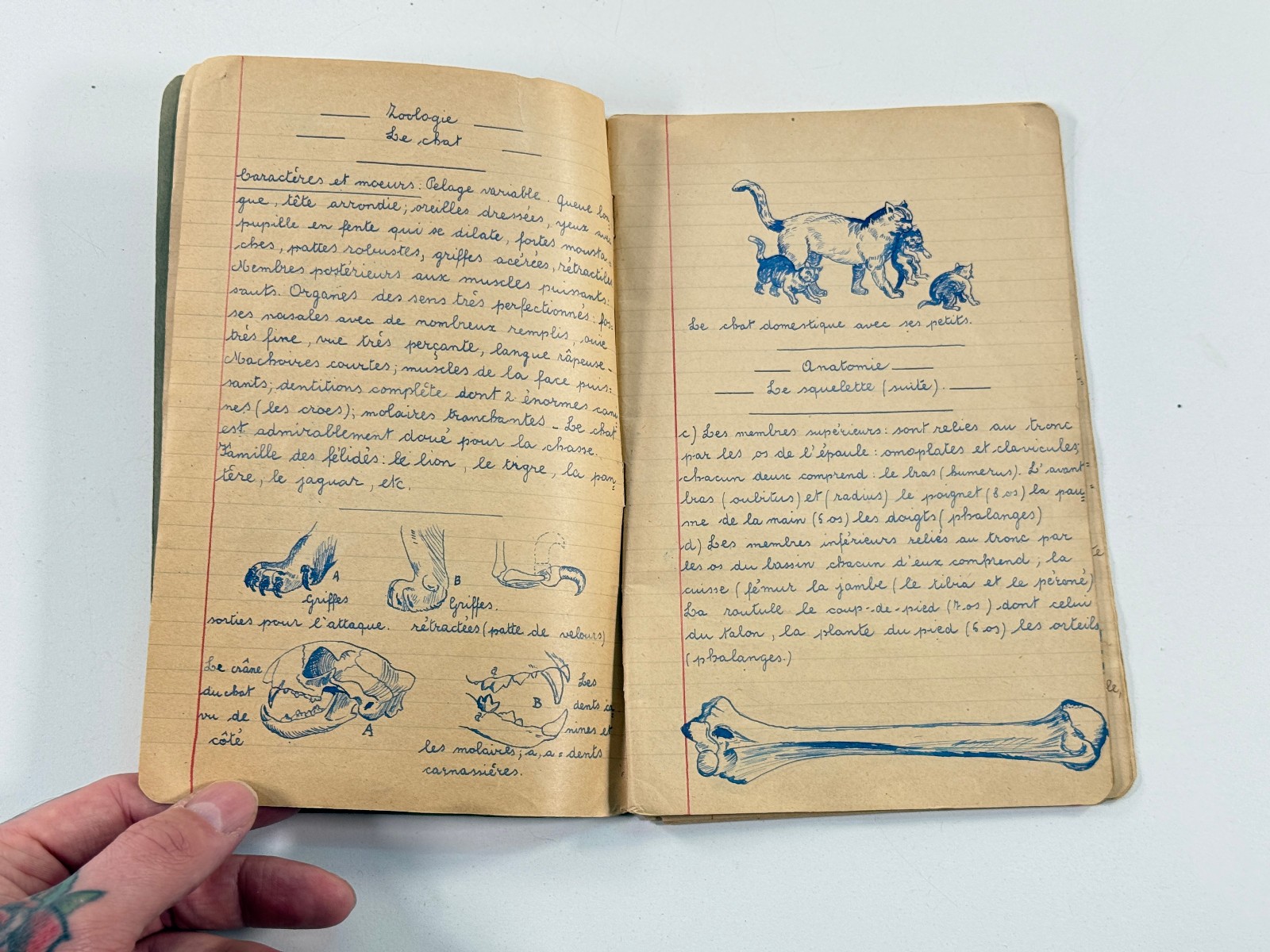 vtg 70s Biology Medical Sketchbook Belgium skeletons folk art illustration
