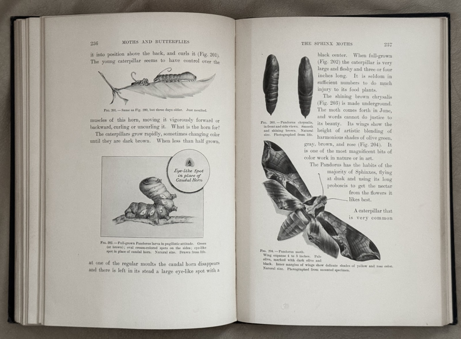 1901 Moths & Butterflies by Mary Dickerson, 1st Edition, 1st Print / HC