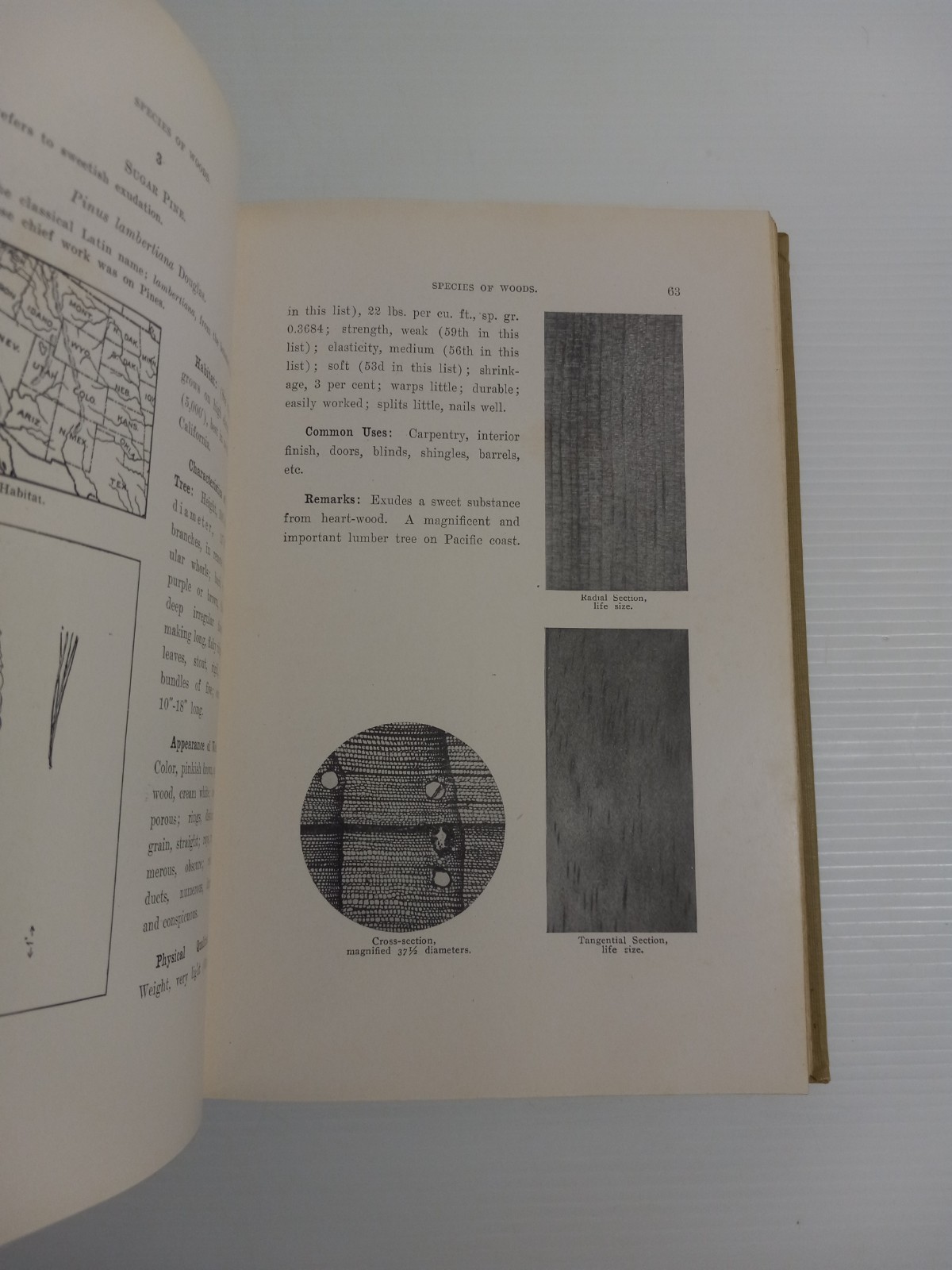 Wood and Forest by William Noyes Educational Vtg 1912 HC Vtg Manual Arts Press