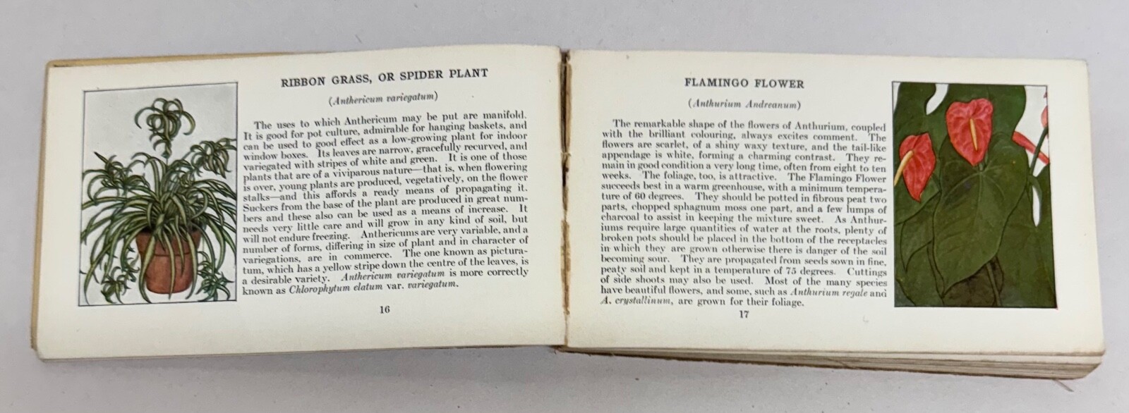 Pocket Library Garden Library 4 Seasons Ellen Eddy Shaw 1917