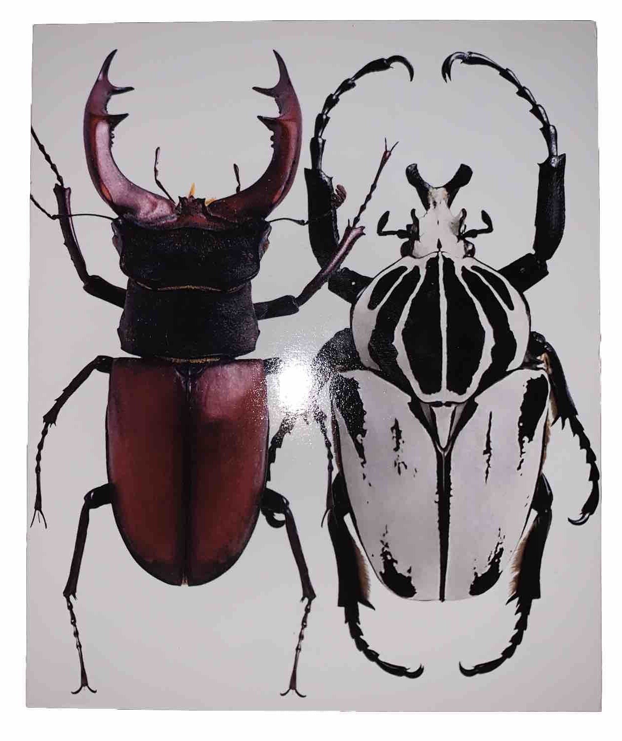 KENNETH GRANT SIGNED, HANDWRITTEN CARD, OCCULT, BEETLES, 2/17/04, TYPHONIAN OTO