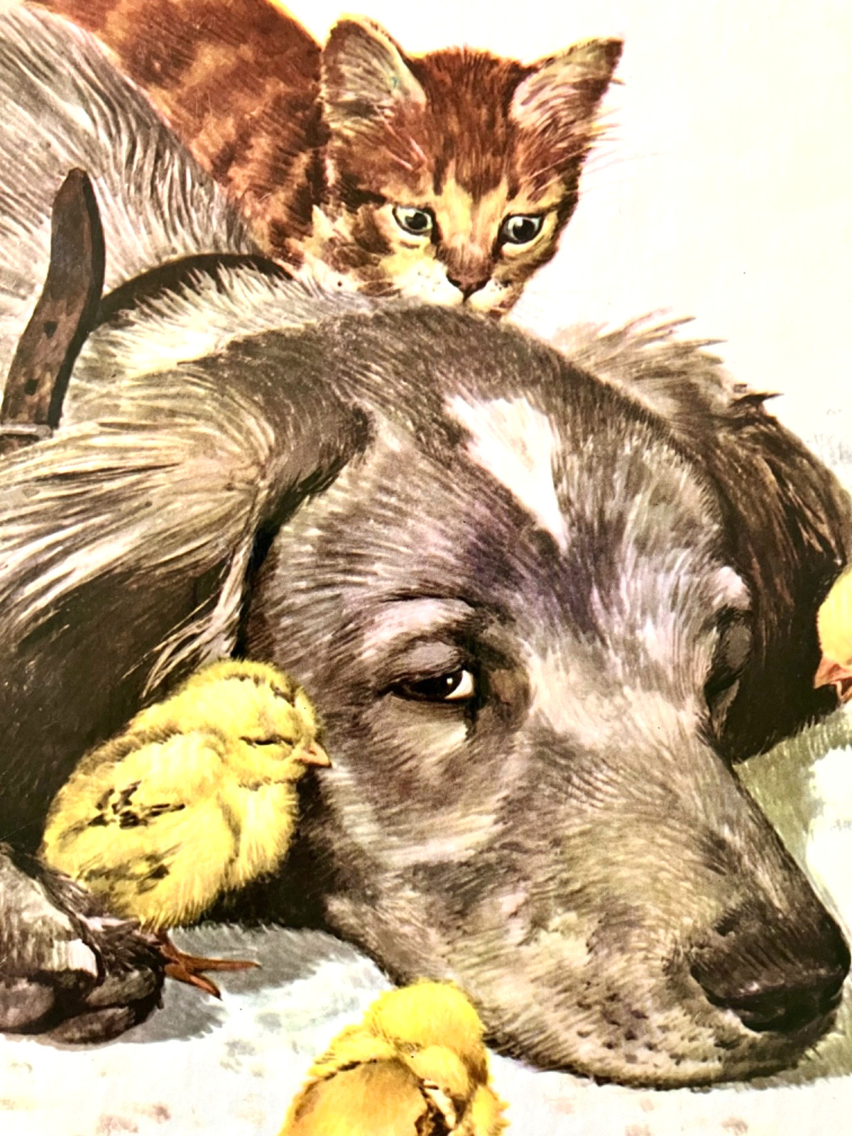 Childrens Book 1968 FARM ANIMALS Vtg Beginning Nature Books Large 12.5 inch