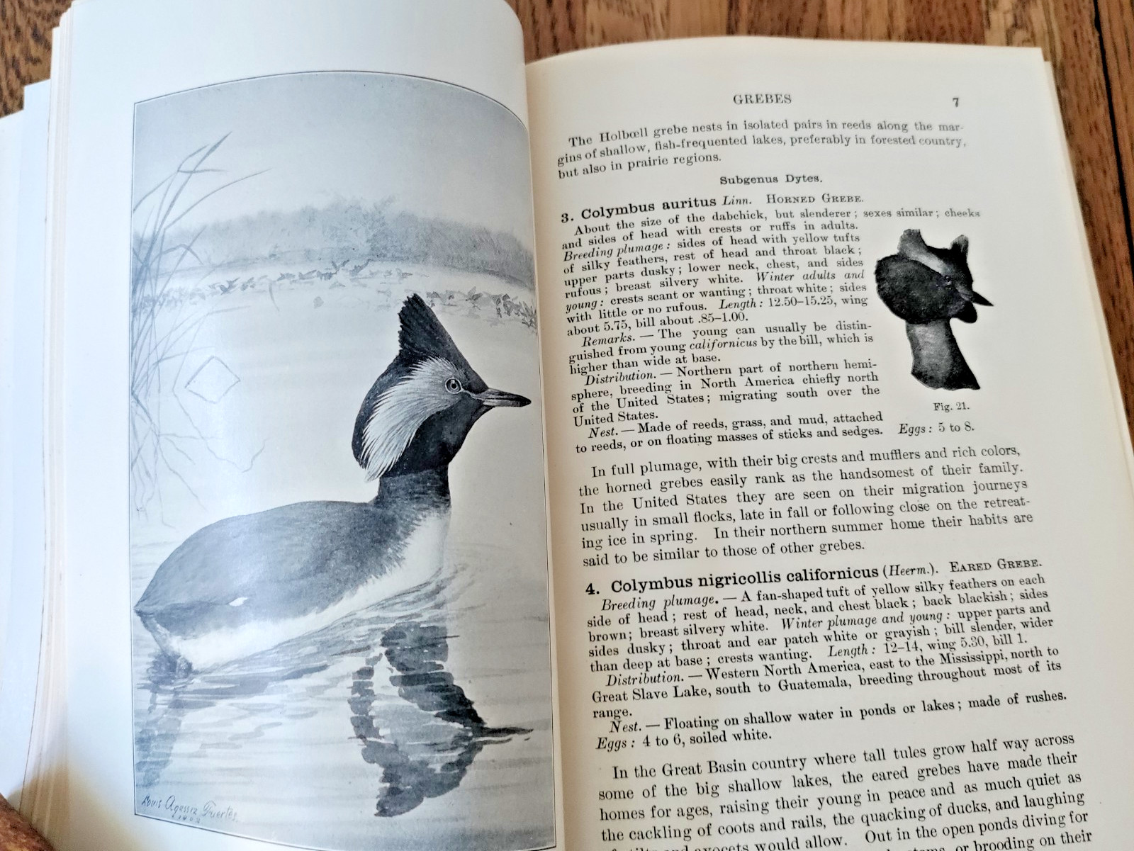 Birds of Western U.S. Florence Merriam Bailey 1915 Fuertes Plates HC Ornithology